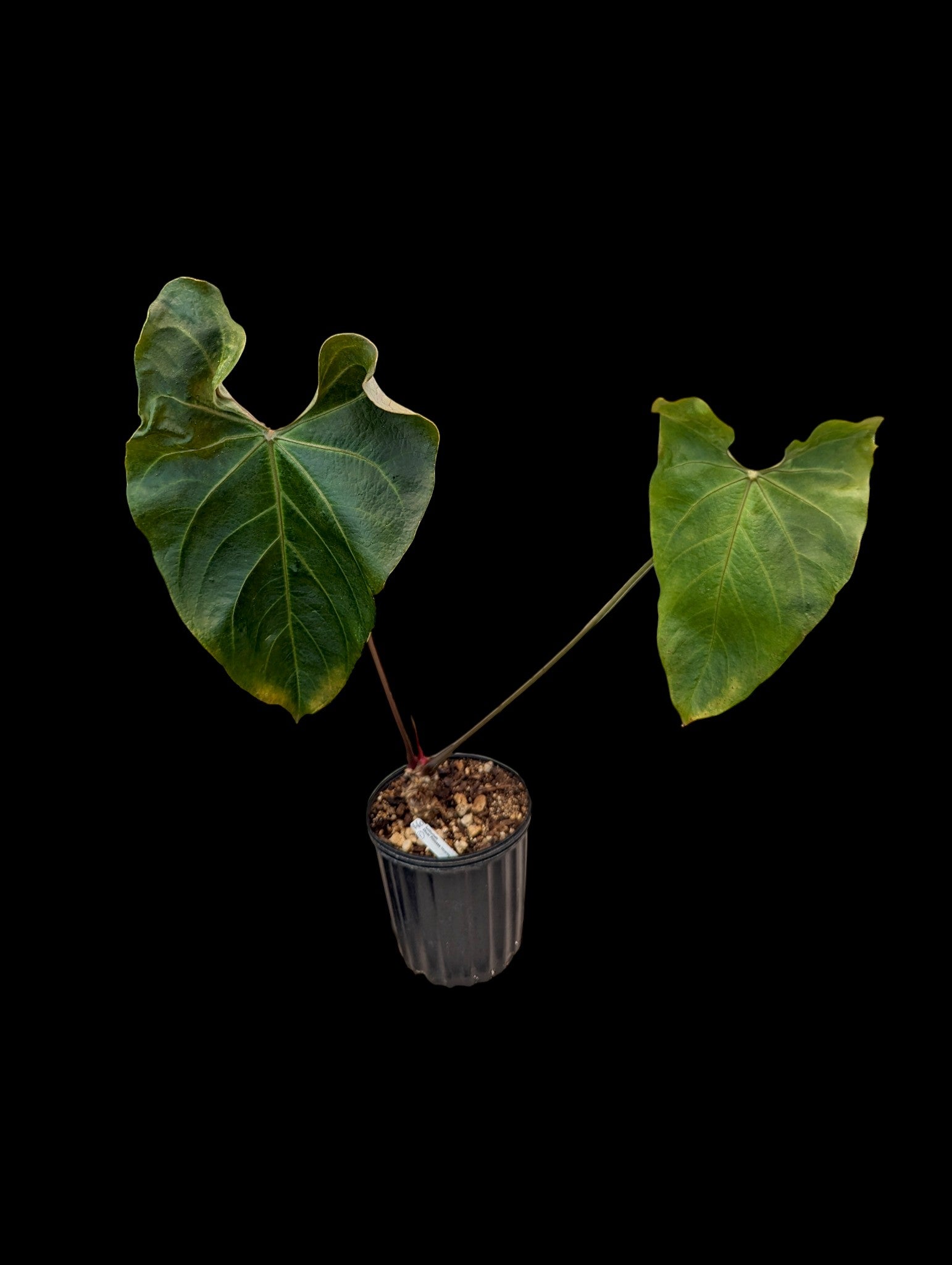 Anthurium Shuar Princess