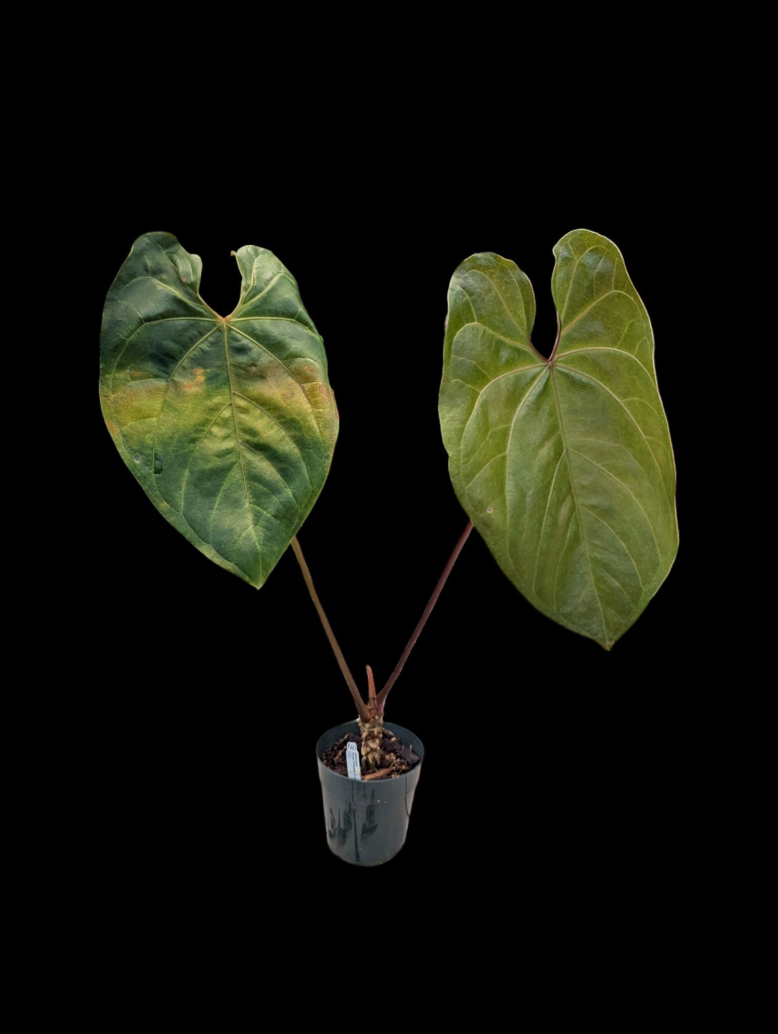 Anthurium Shuar Princess