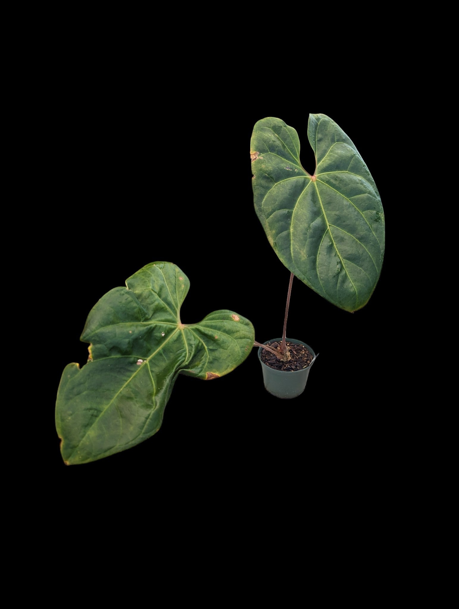 Anthurium Shuar Princess