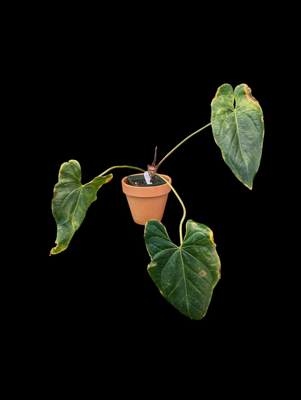 anthurium pandurilaminum Anthurium pandurilaminum