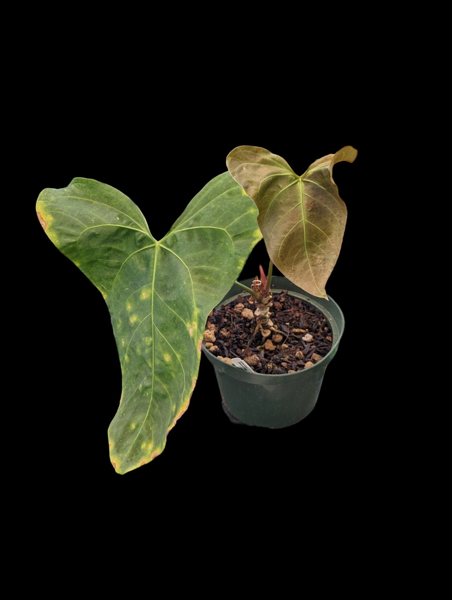 Anthurium Amazon lapin