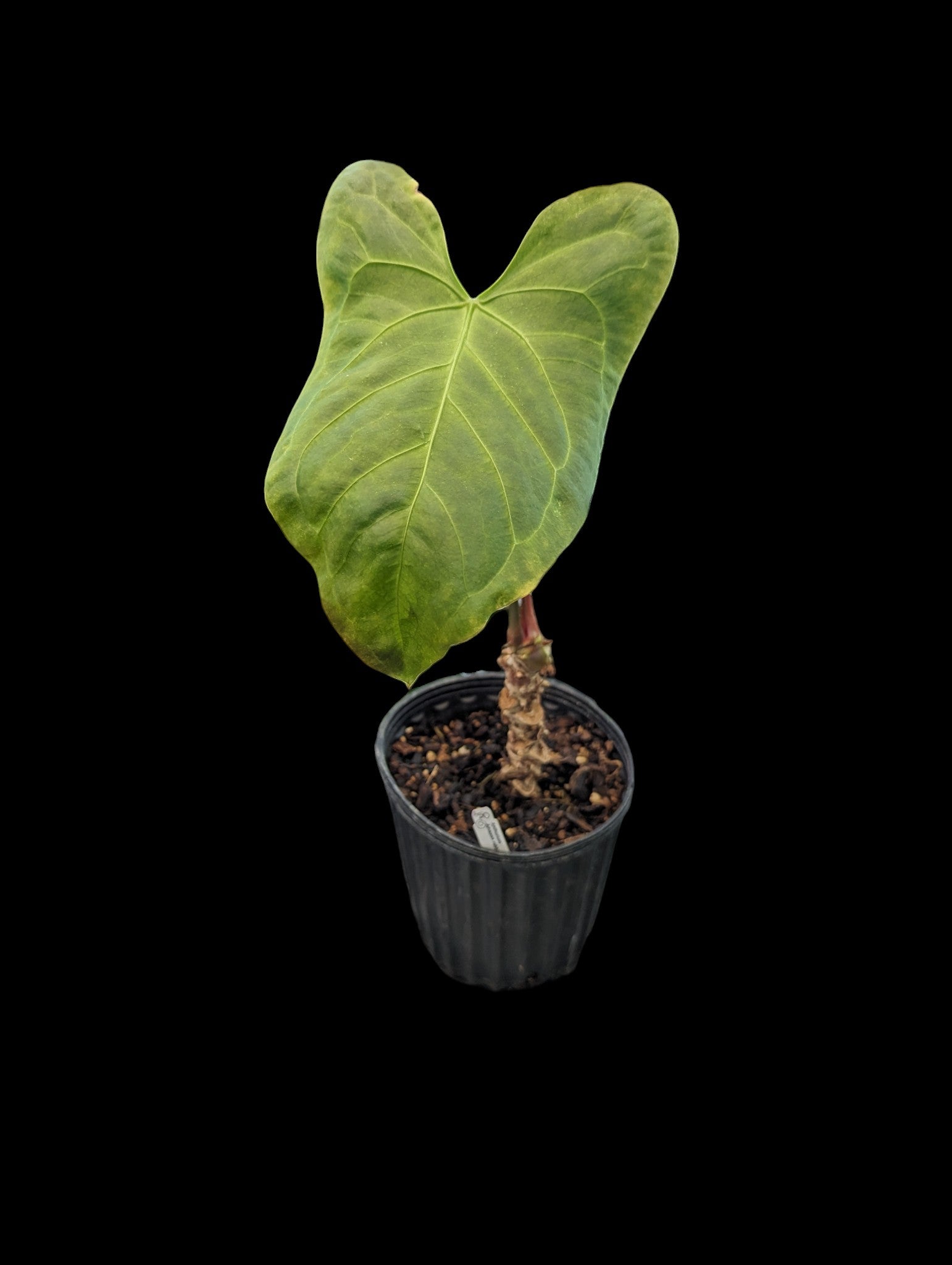 Anthurium Amazon rabbit