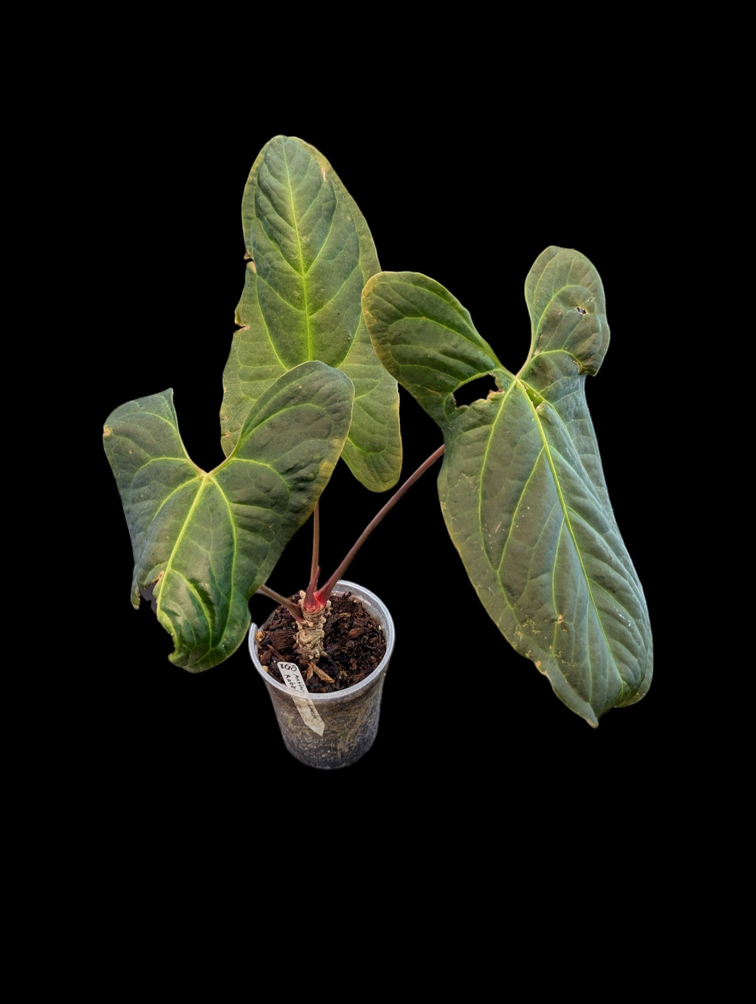 Anthurium Amazon rabbit
