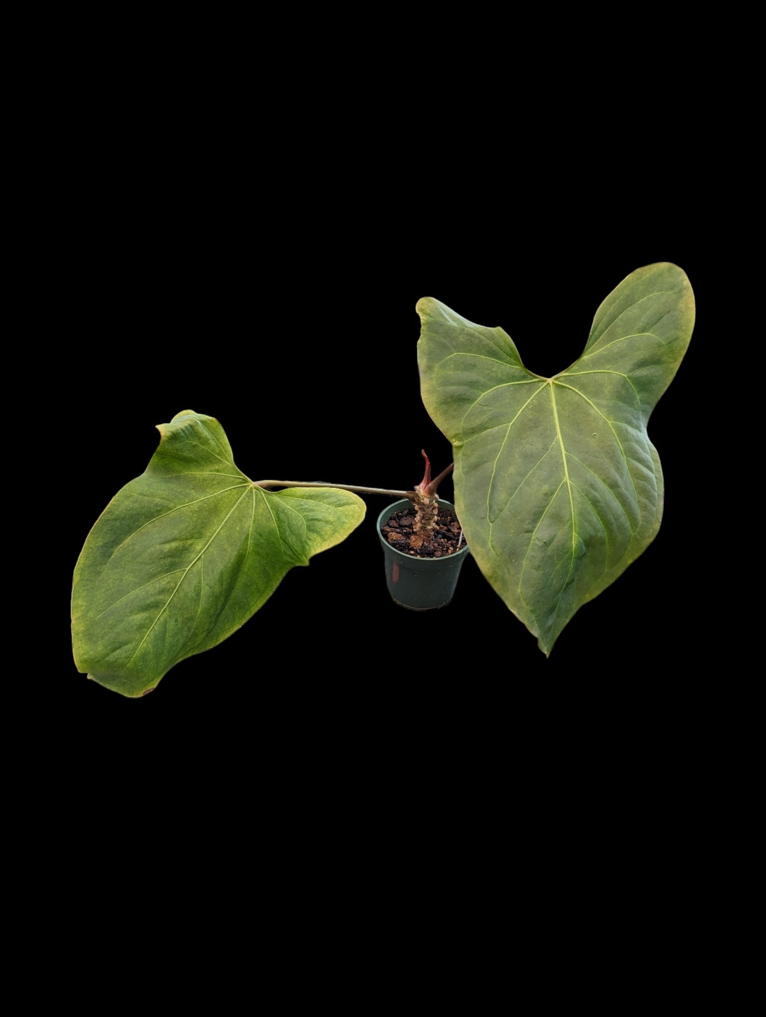 Anthurium Oreilles de lapin