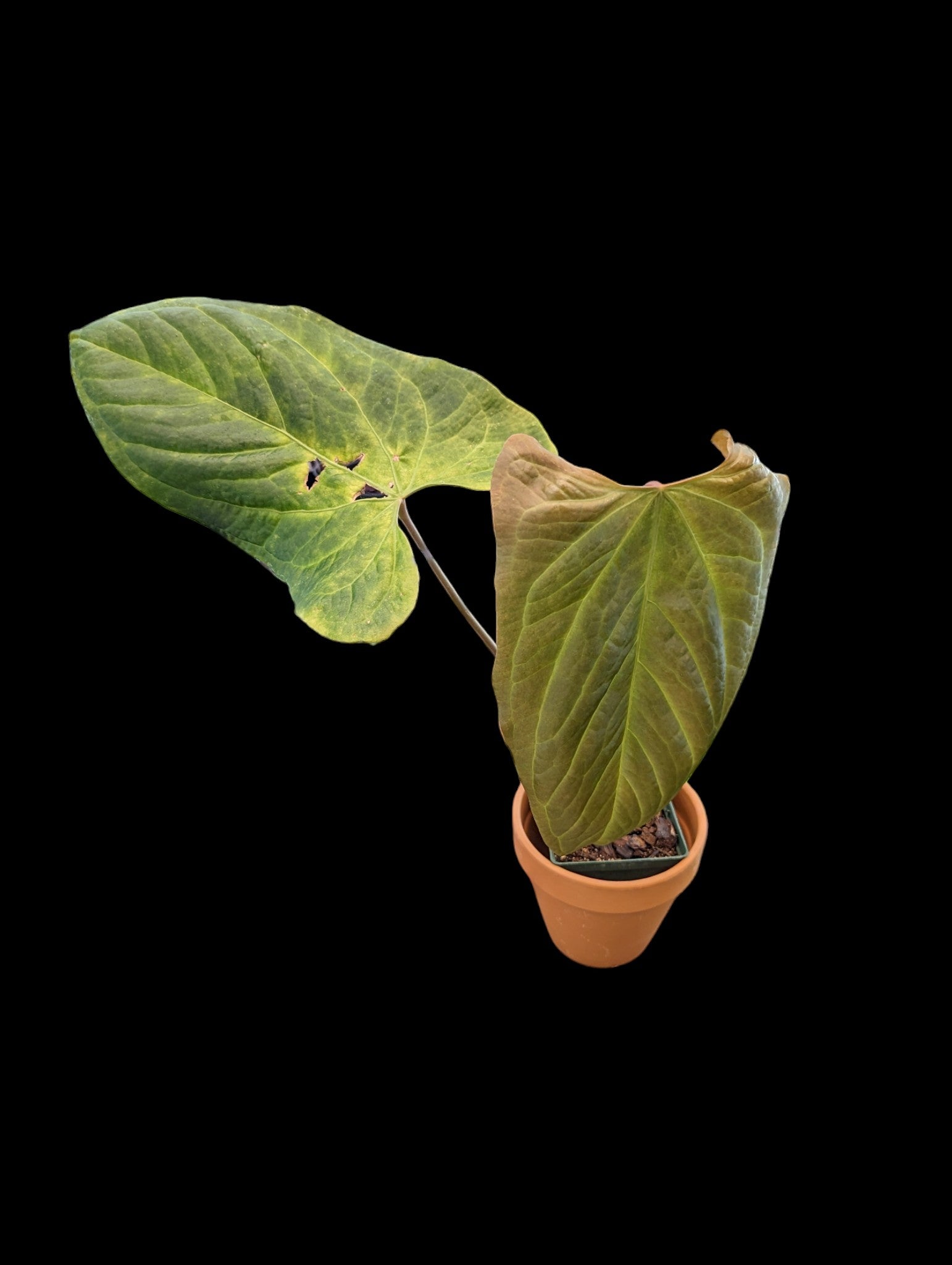 Anthurium Oreilles de lapin