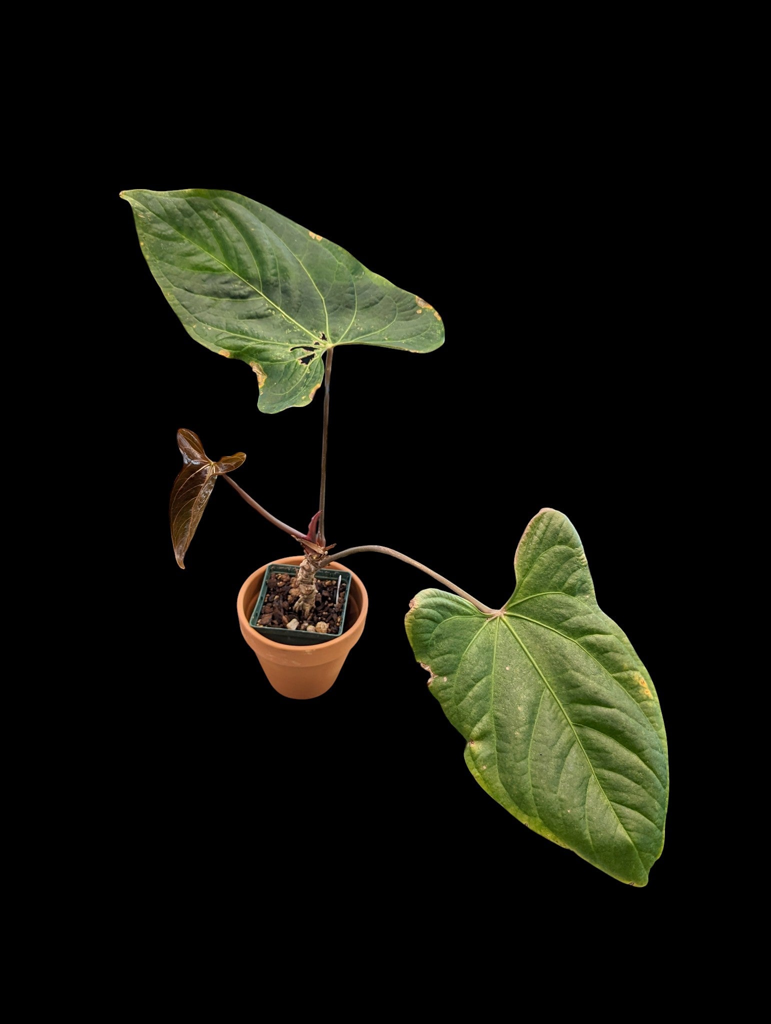 Anthurium Shuar Princess