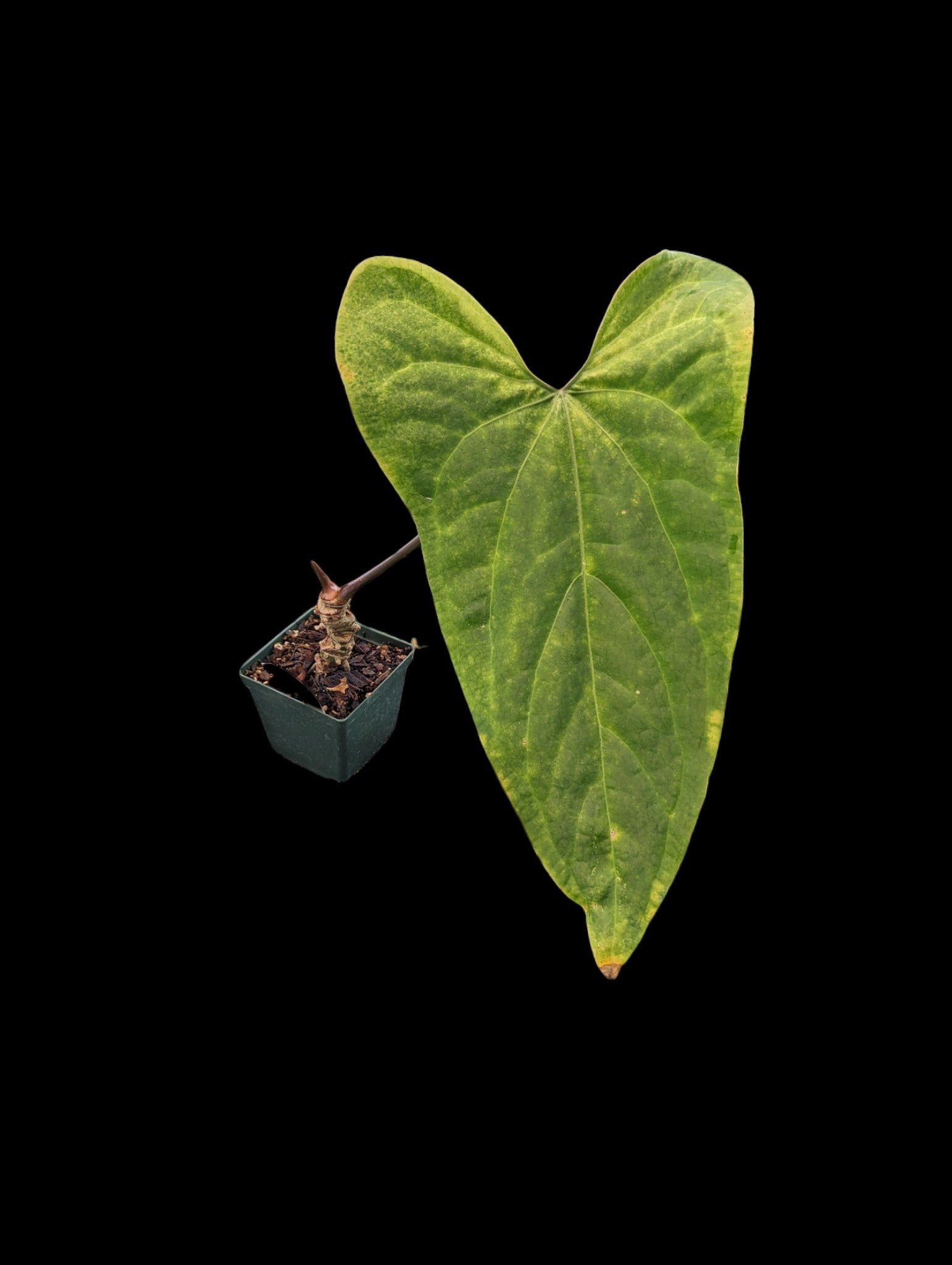 Anthurium Oreilles de lapin