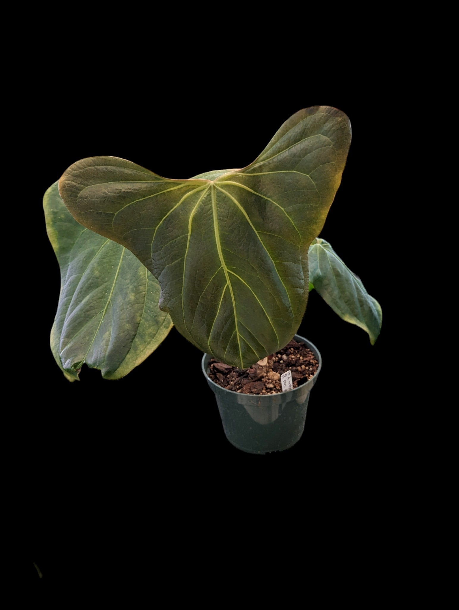 Anthurium Oreilles de lapin