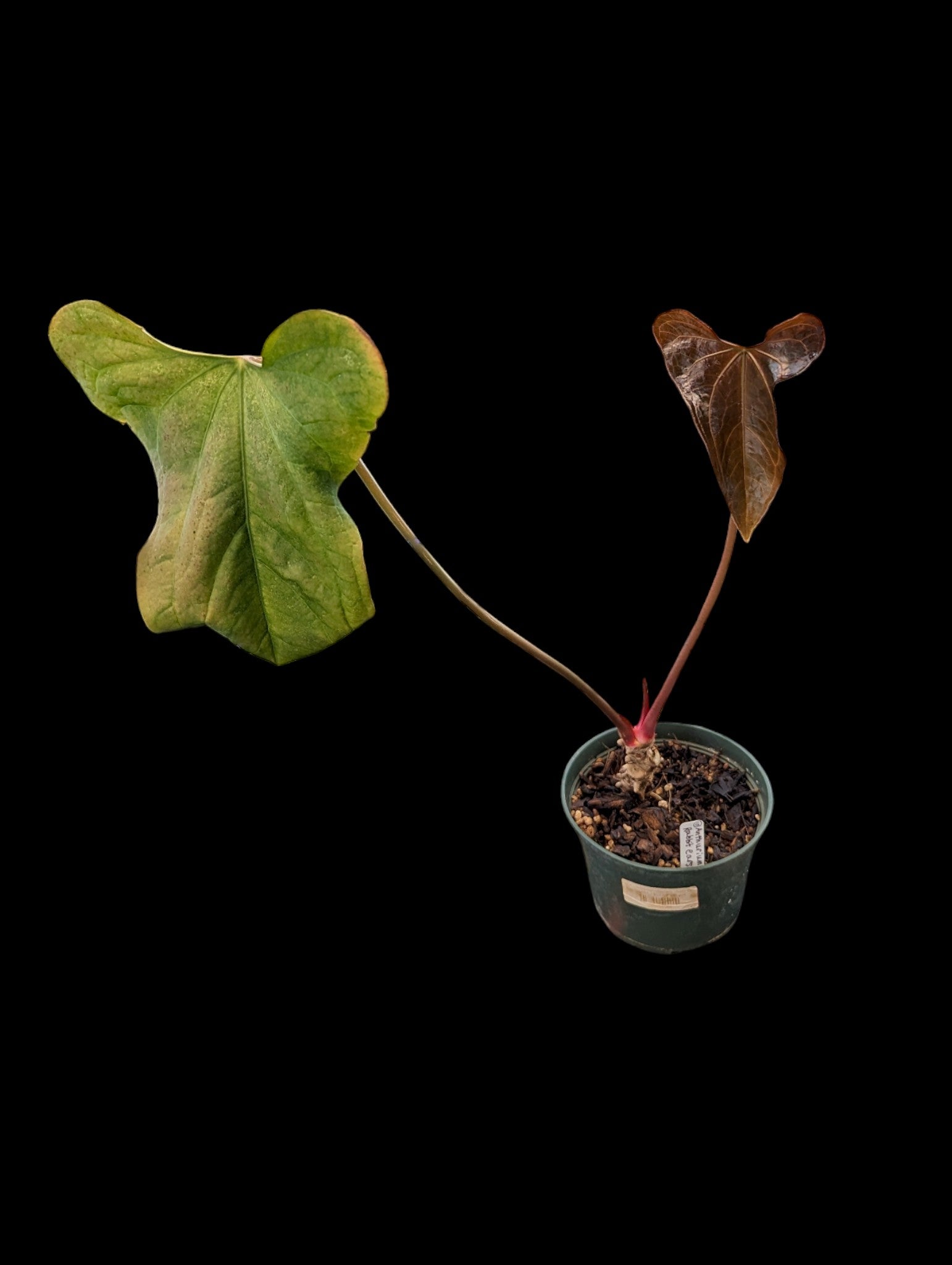 Anthurium Oreilles de lapin