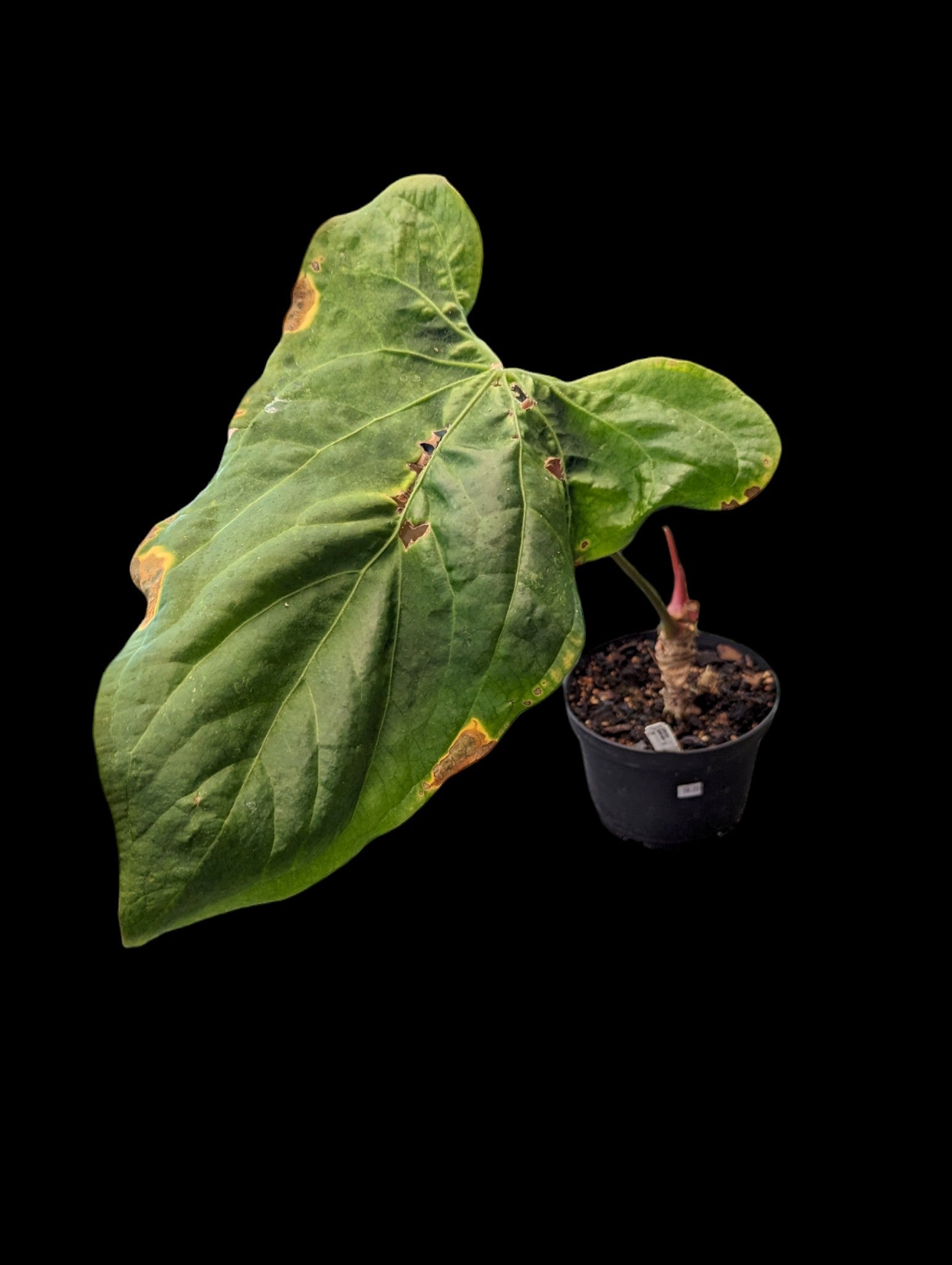 Anthurium Oreilles de lapin