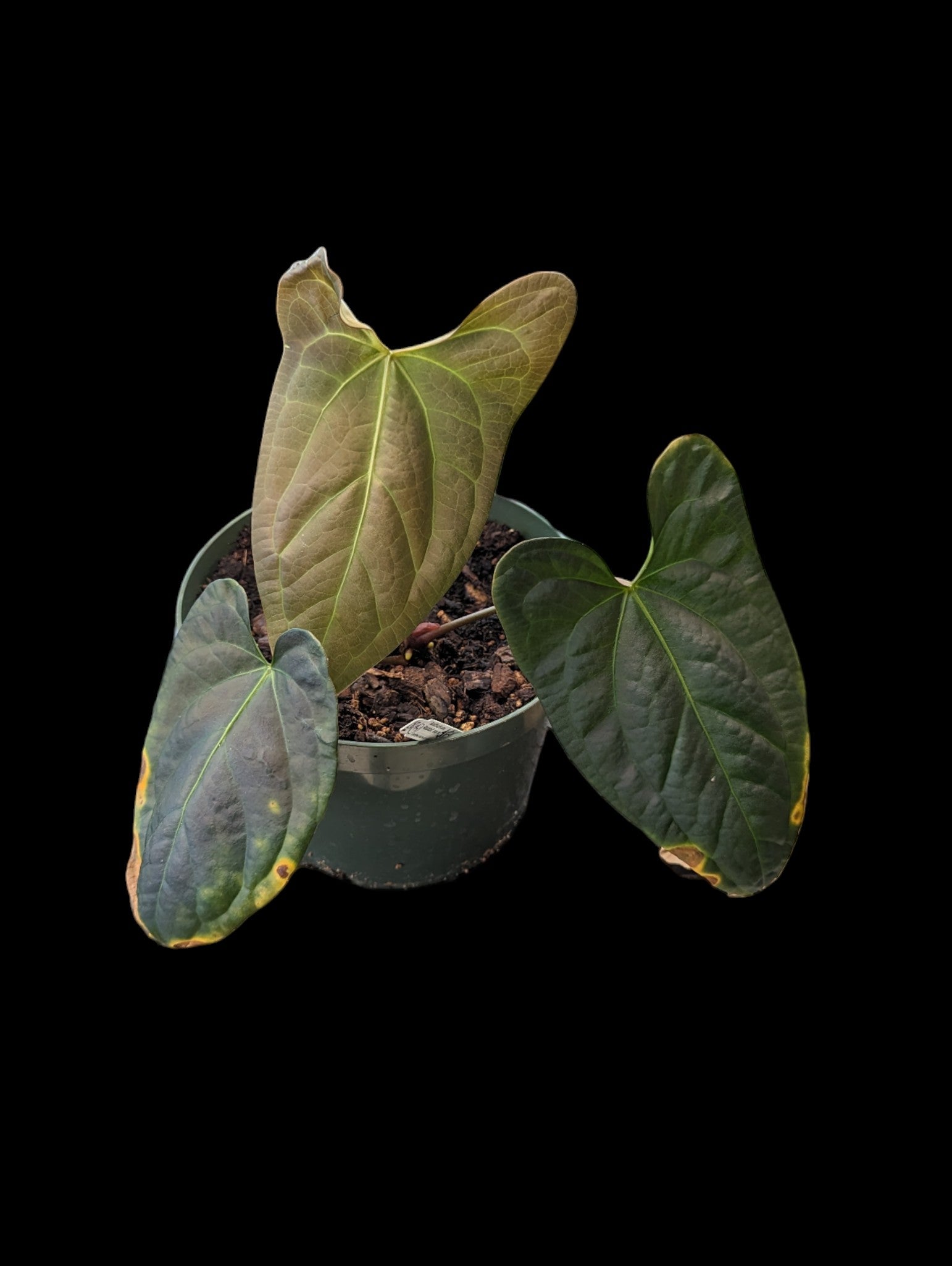 Anthurium Oreilles de lapin