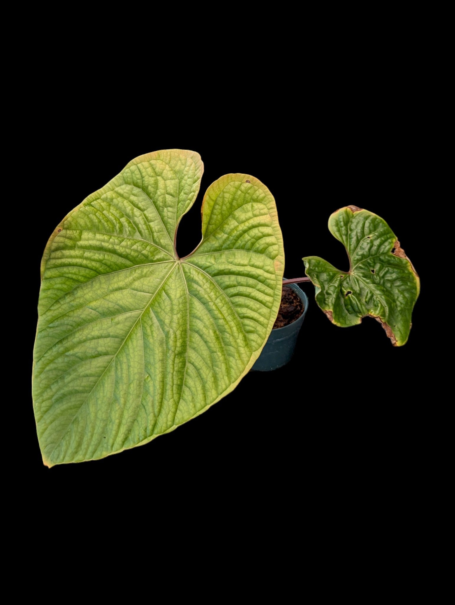 Anthurium Sparkling River