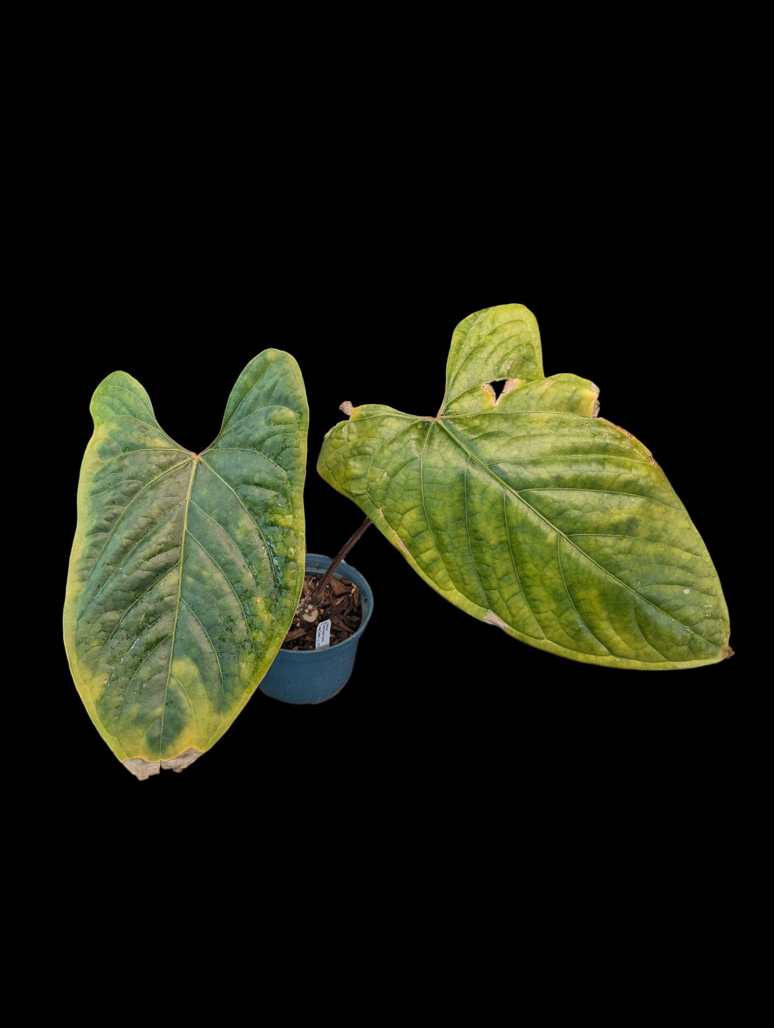 Anthurium Portilla Dreams 'Fantasy'