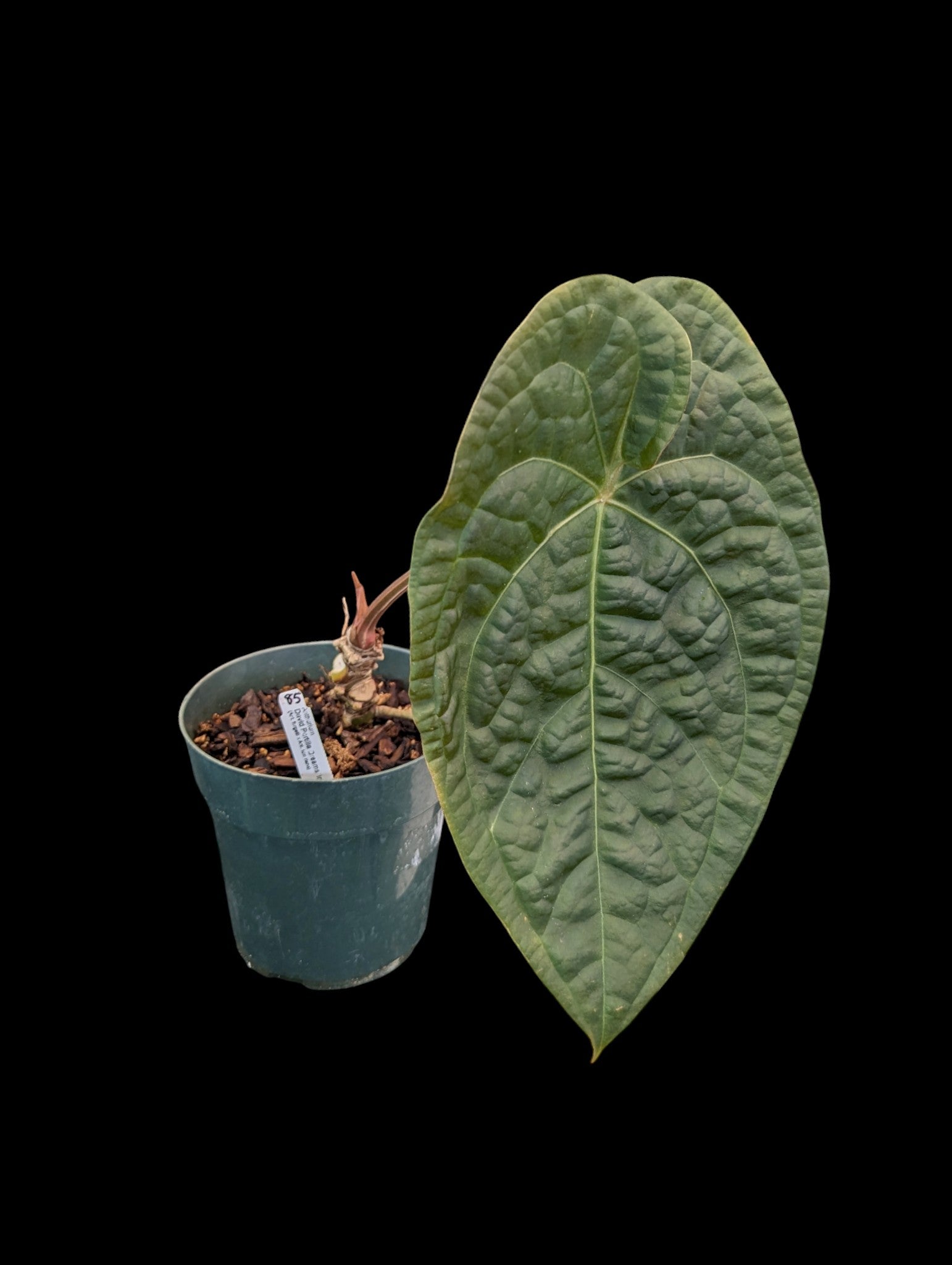 Anthurium David Portilla rêve d'un « croisement inversé »