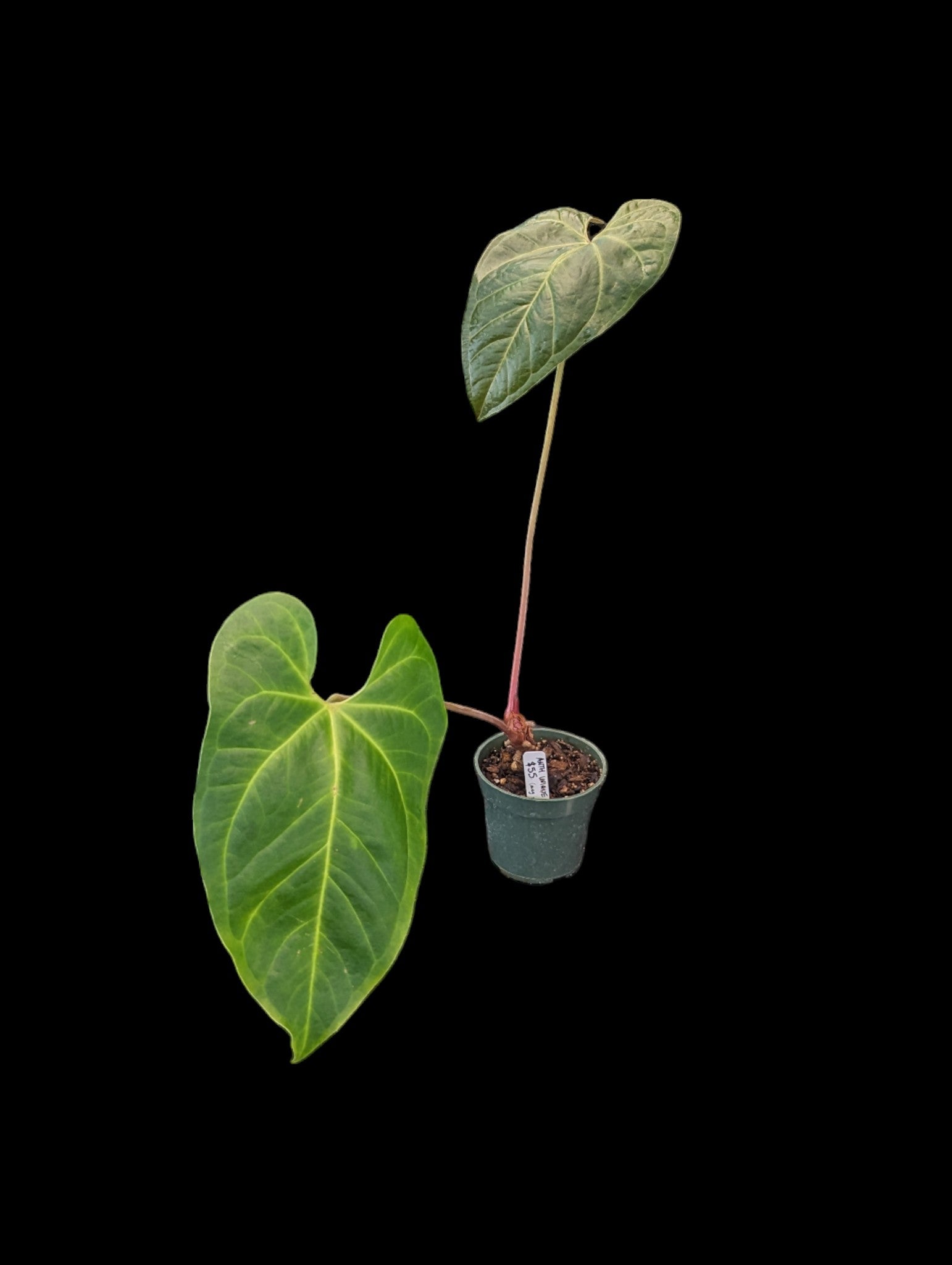 Anthurium Unique