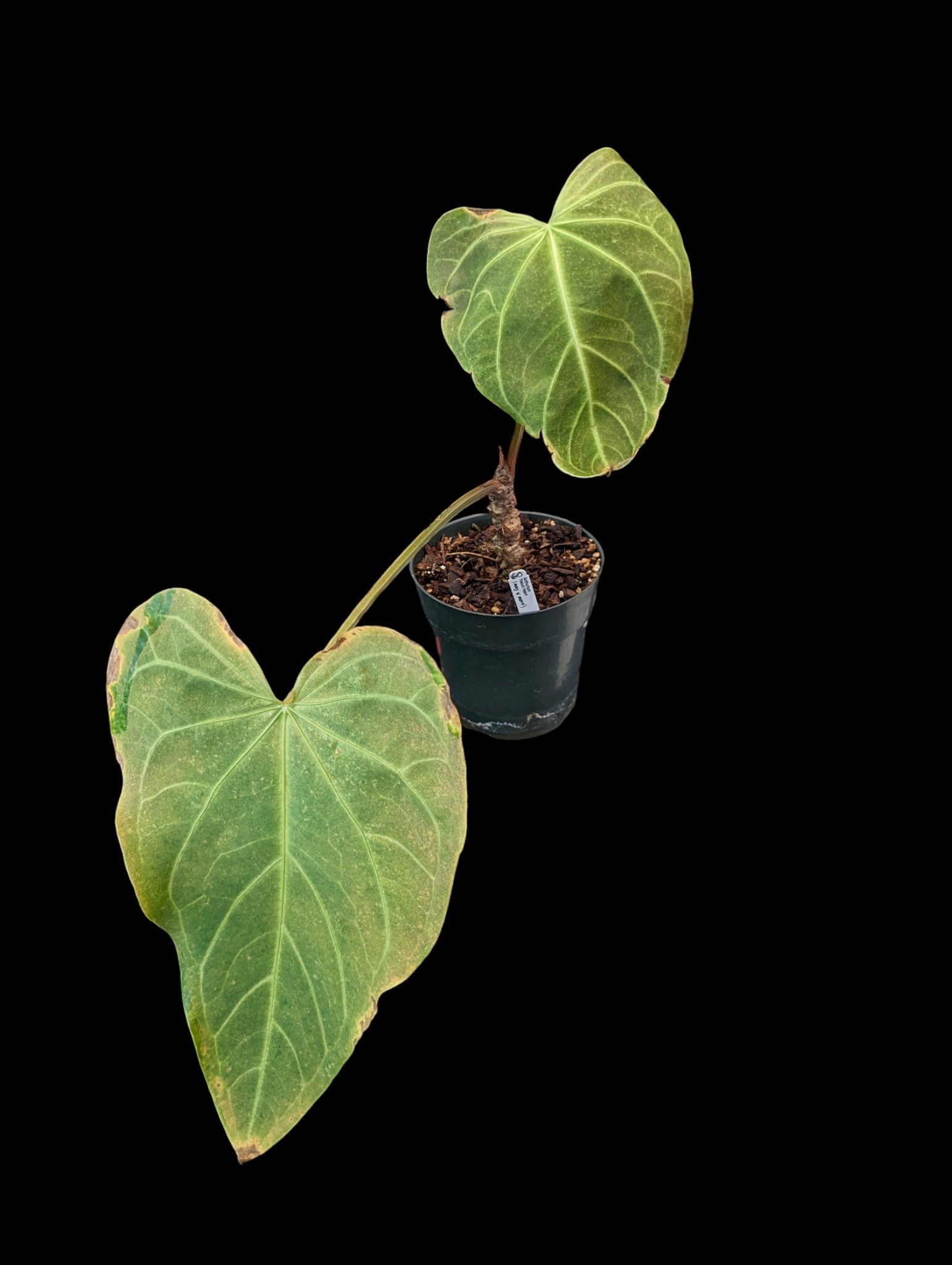 Anthurium Yasuni Heart