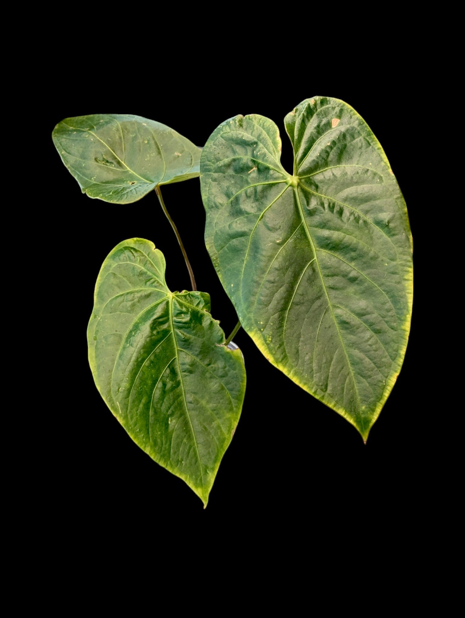 Anthurium Magnificent Gigi 'Inverse Crossing'