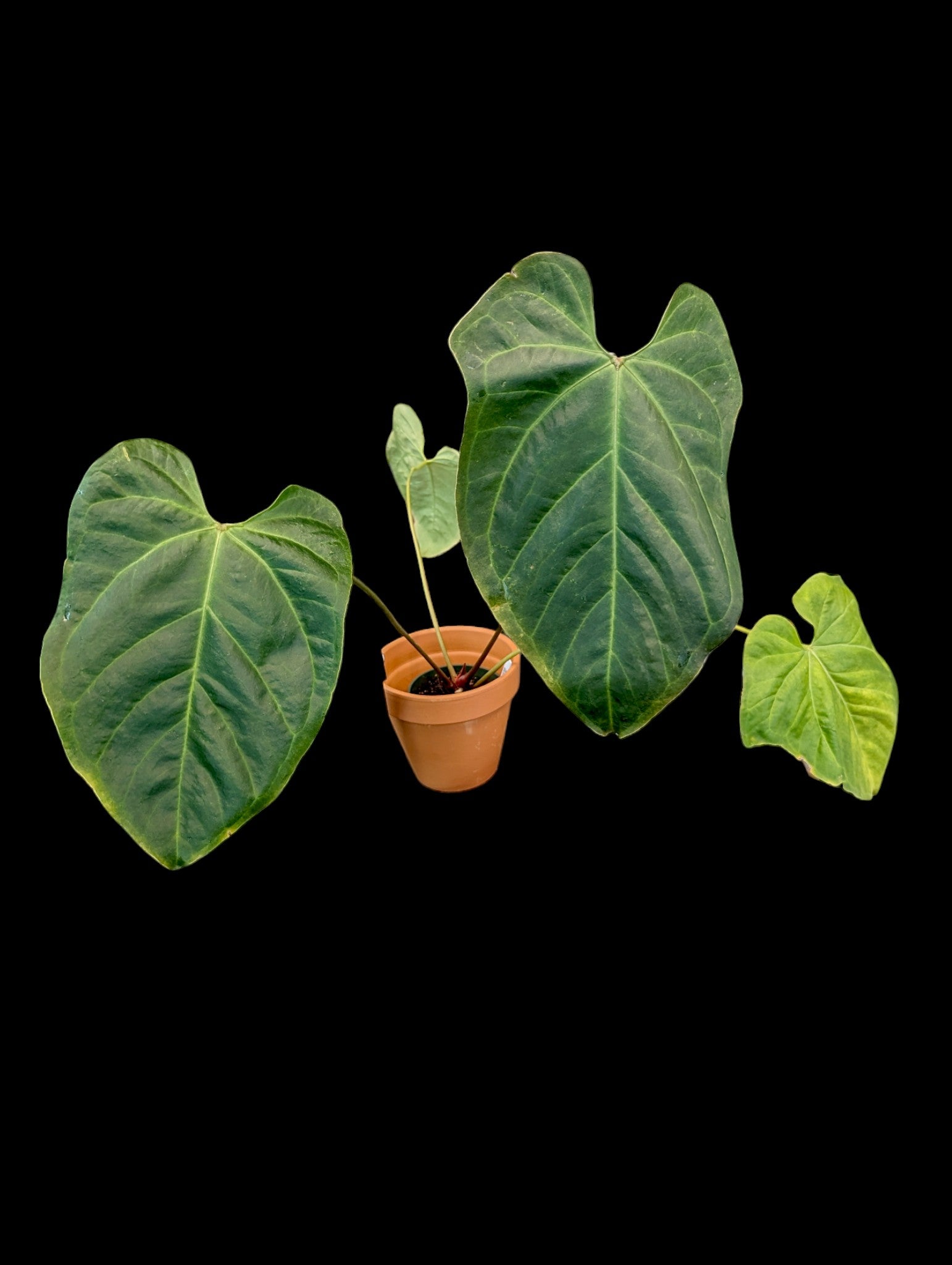 Anthurium Beautiful Wonder