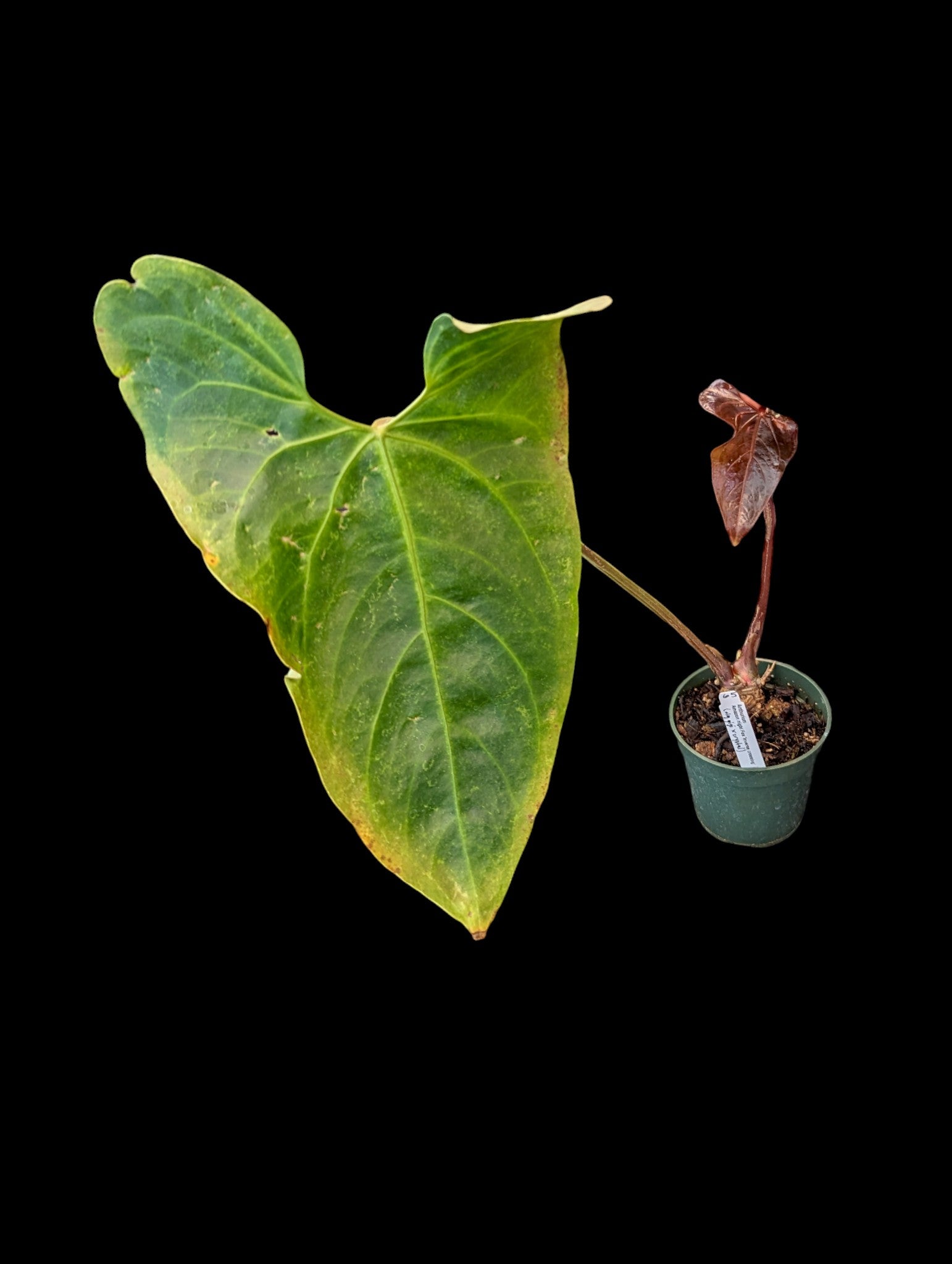 Anthurium Amazon Night Fox 'Inverse Crossing'