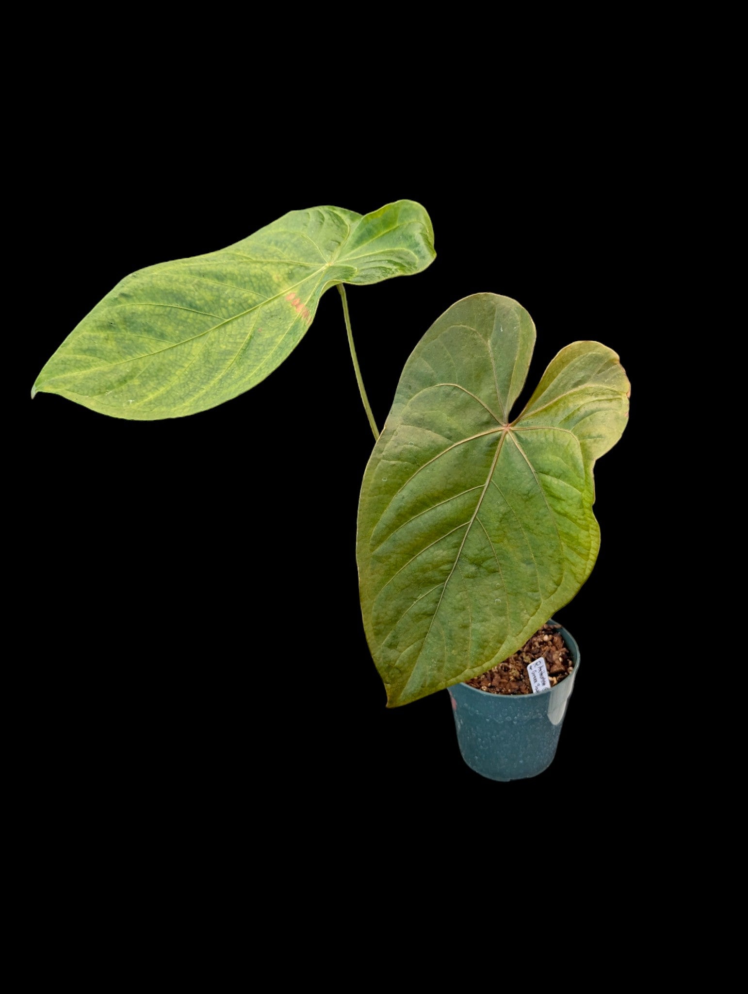 Anthurium Green Sapphire