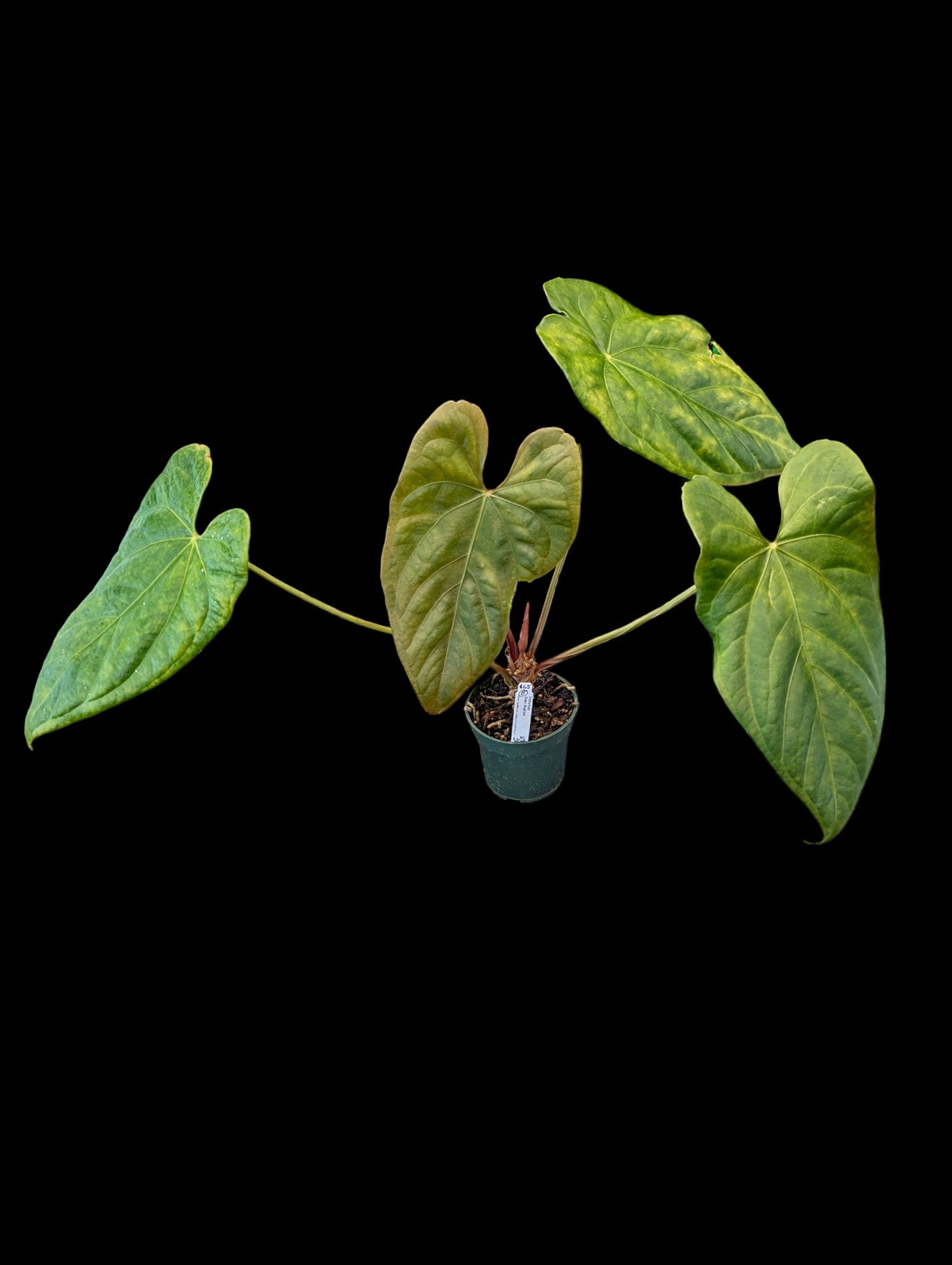 Anthurium Green Sapphire