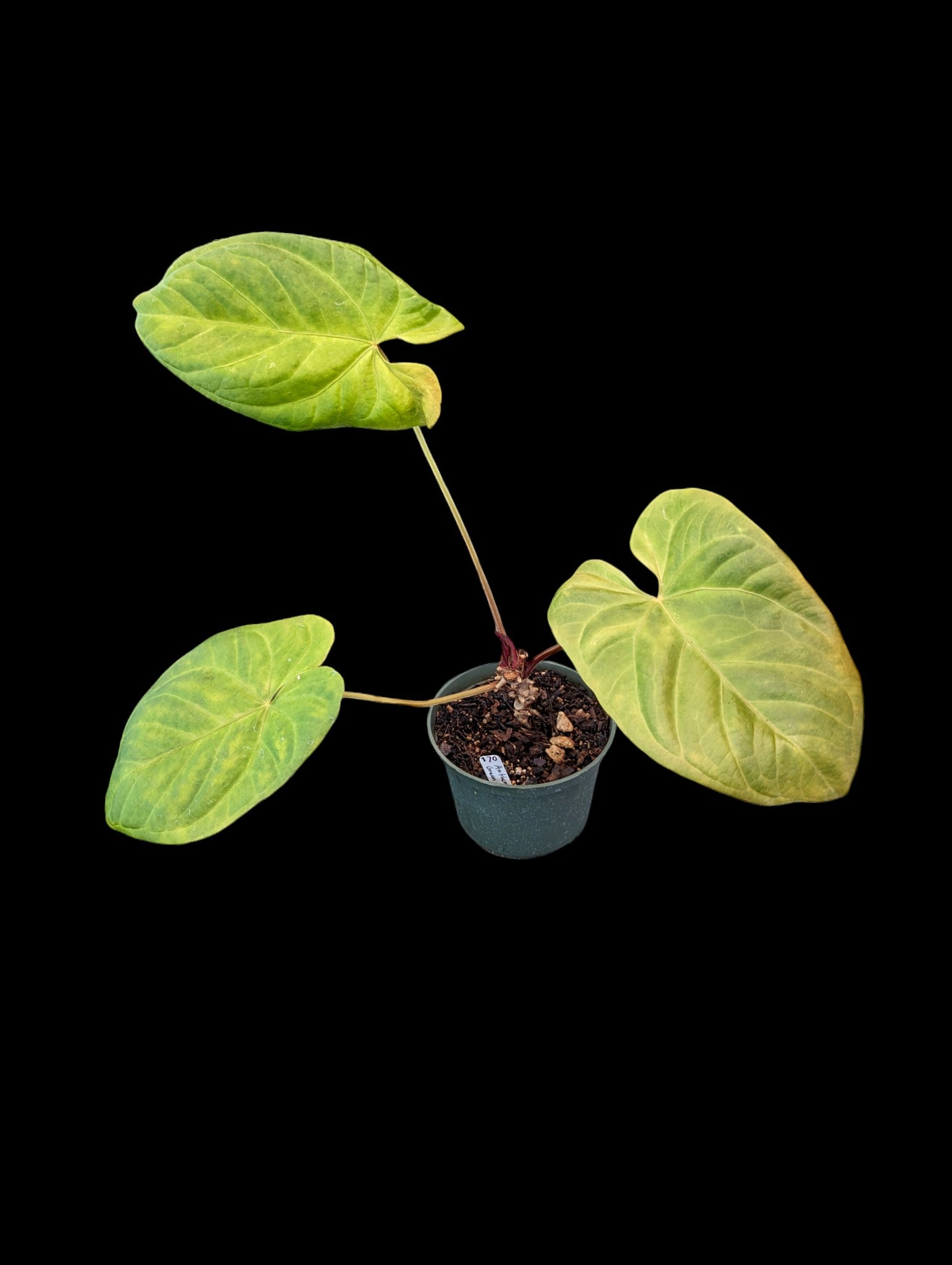 Anthurium Green Sapphire