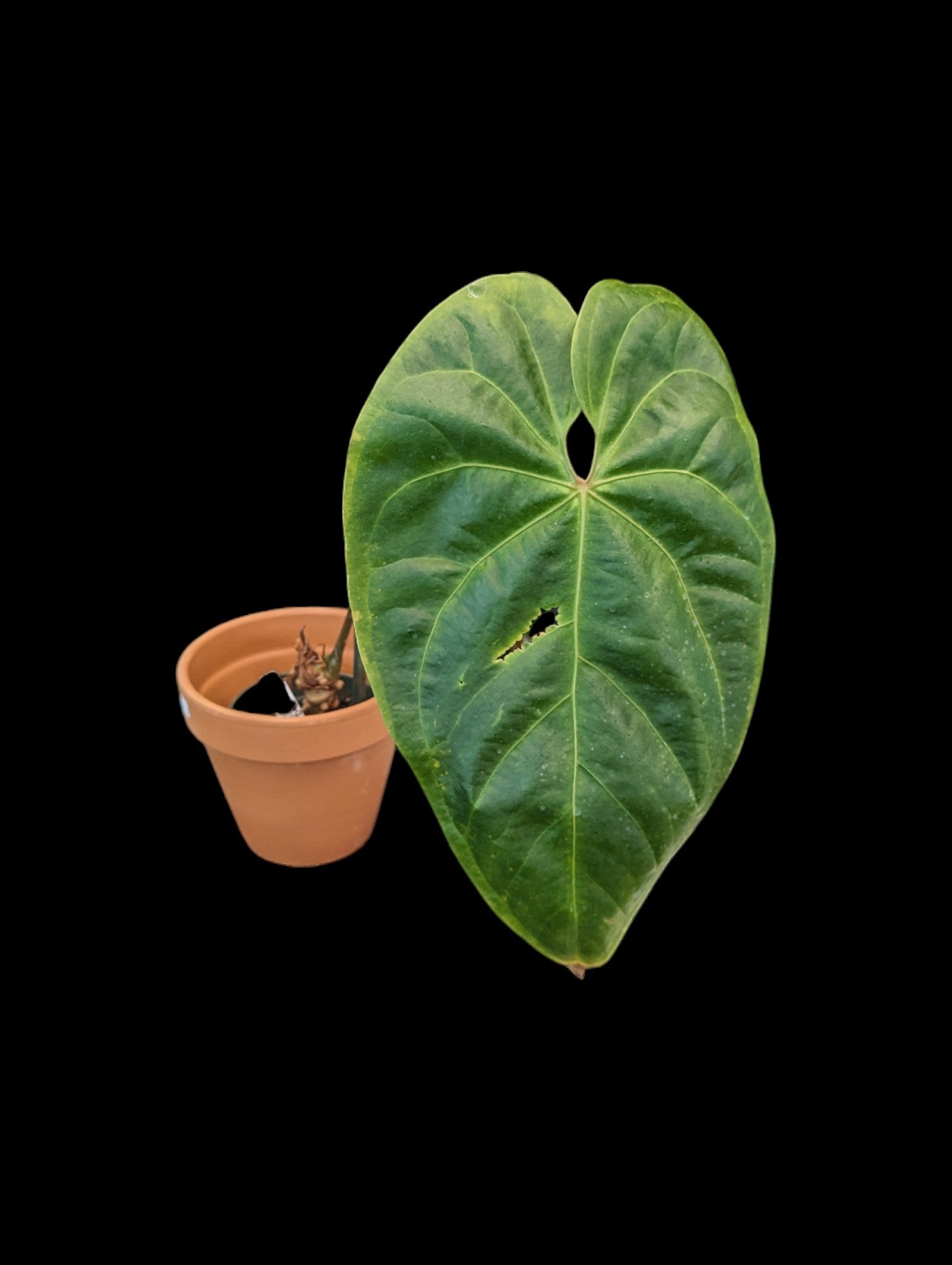Anthurium Titanium