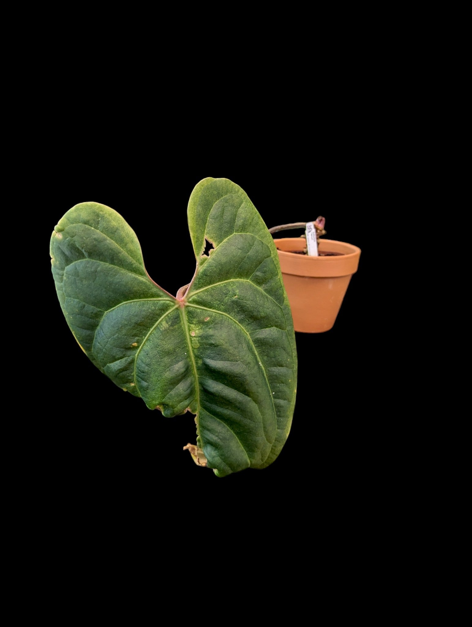 Anthurium Titanium