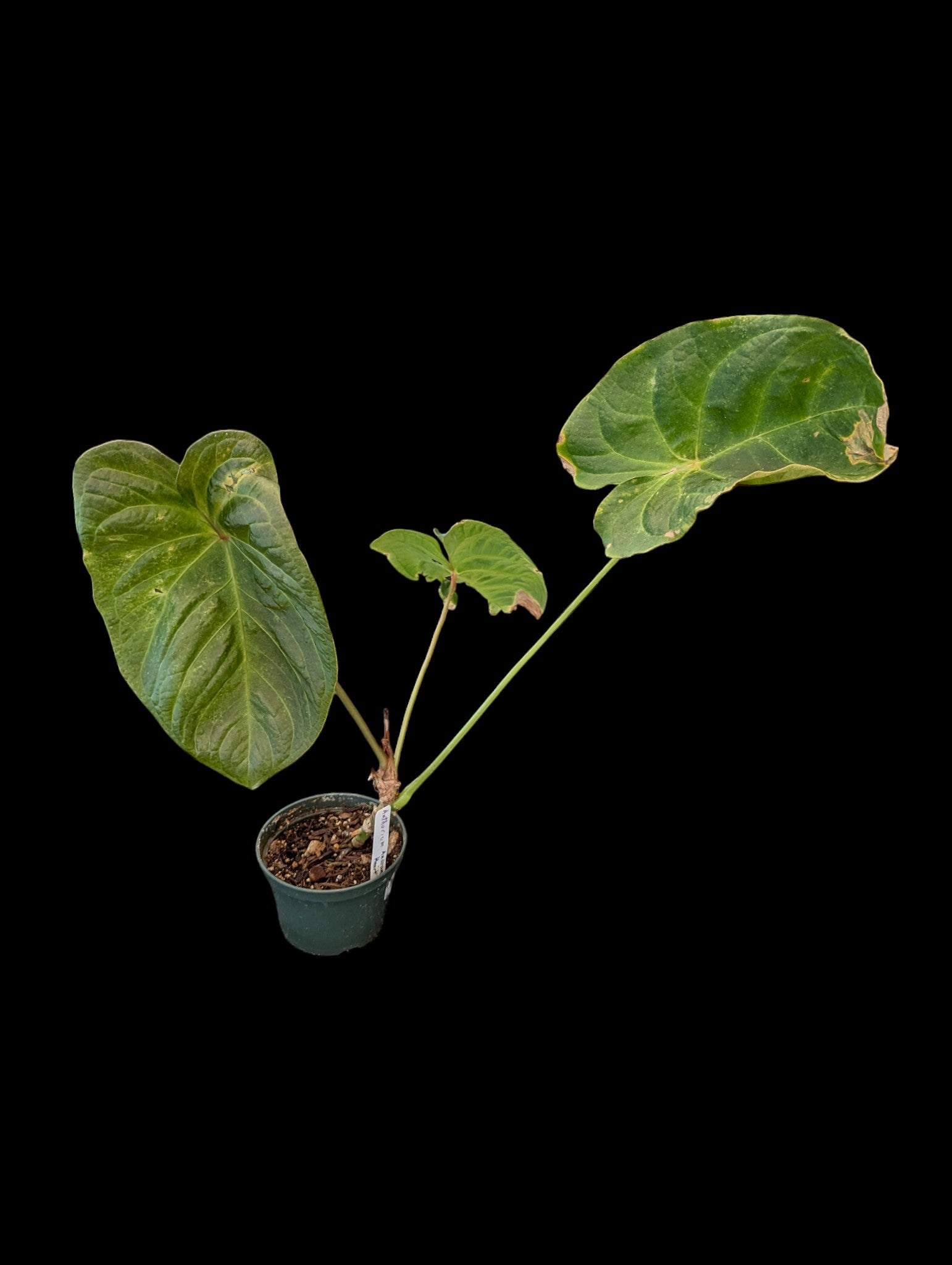 Anthurium Andean Heart