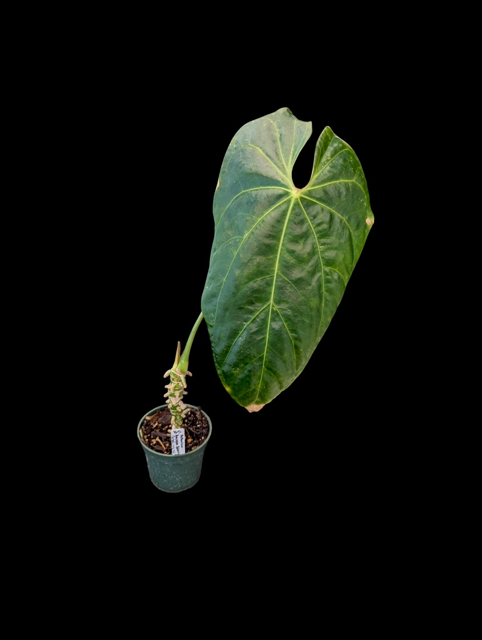 Anthurium Amazon Beauty