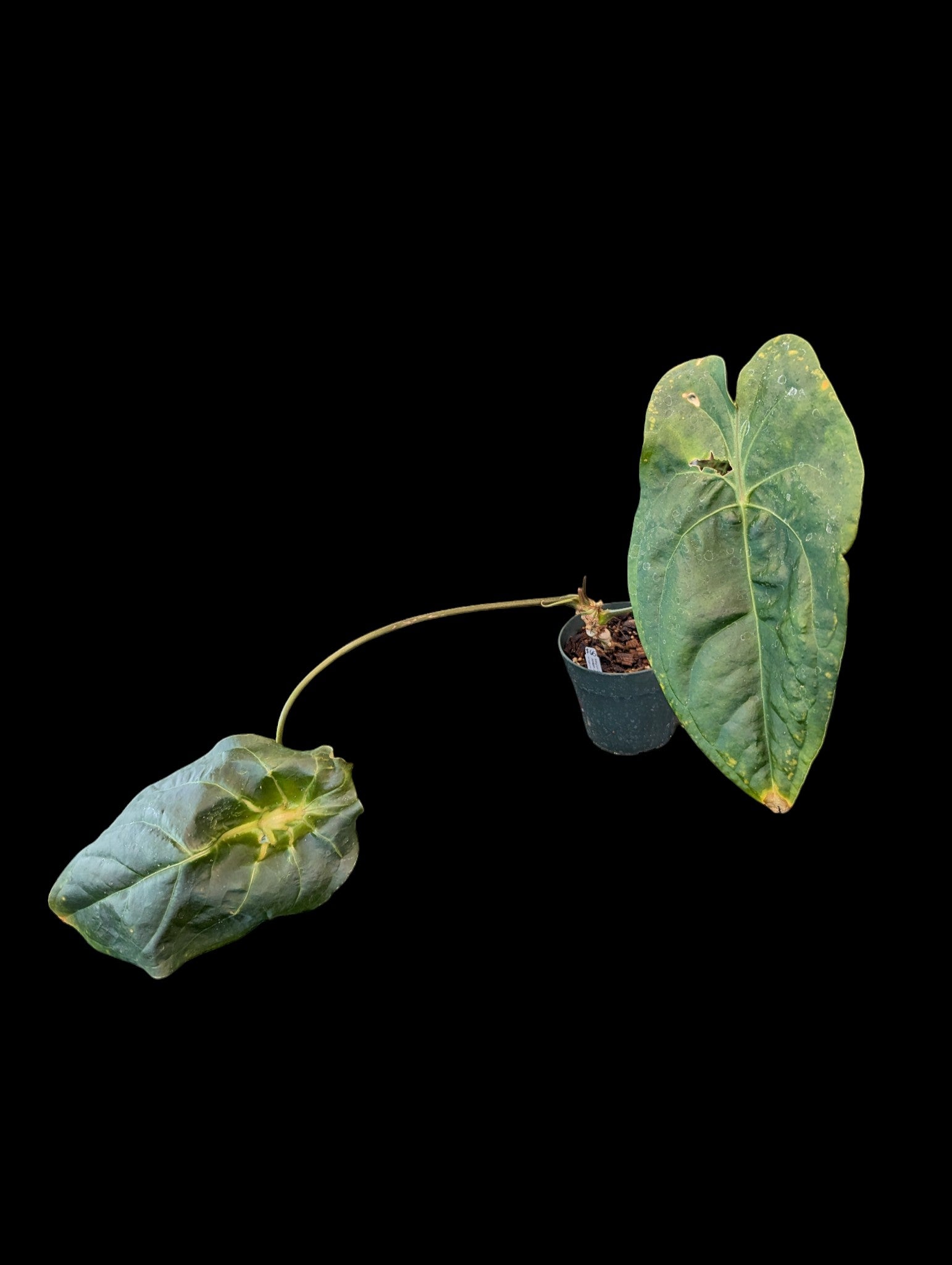 Anthurium Amazon Joy 'Inverse Crossing'