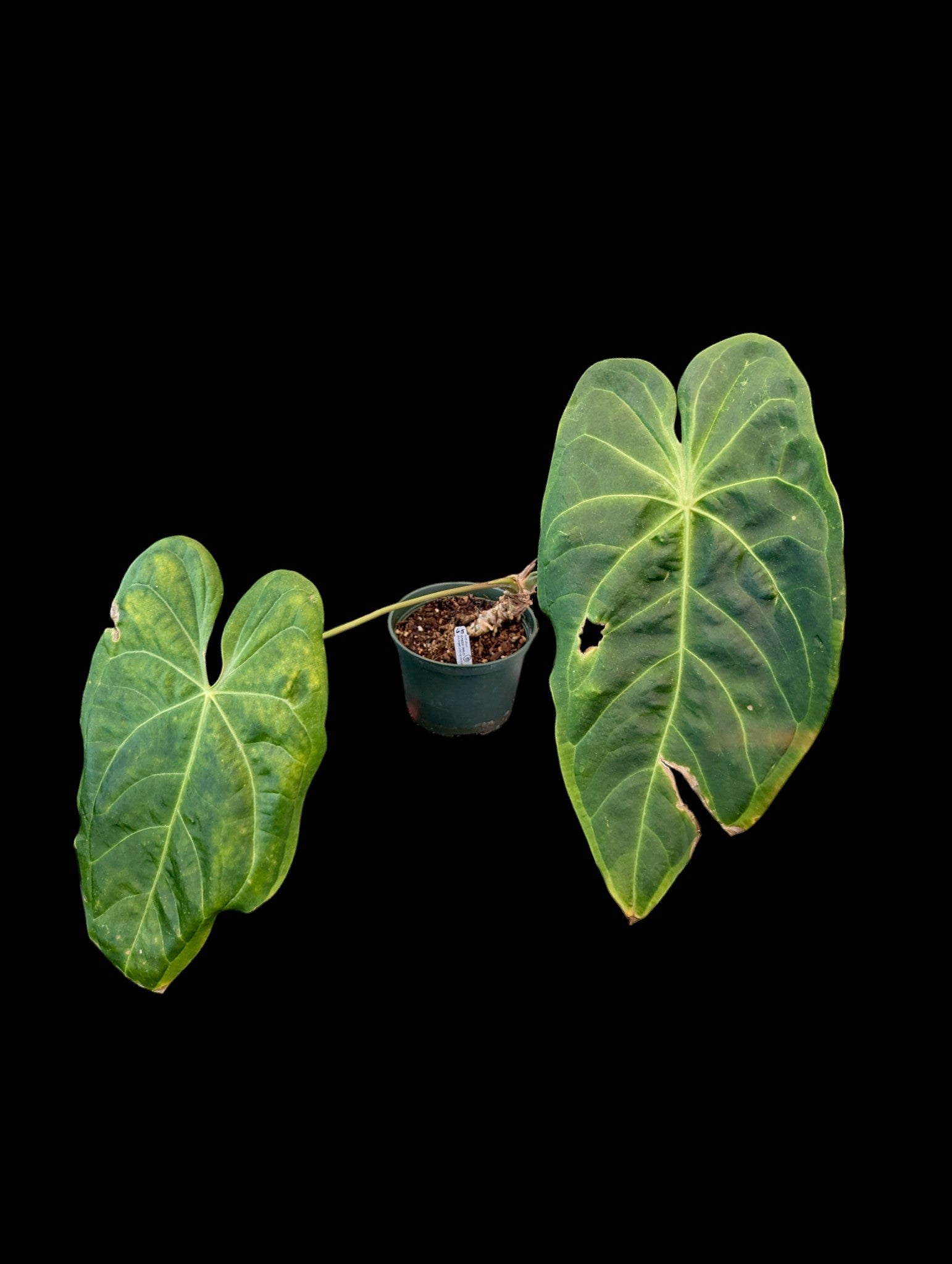 Anthurium Amazon Beauty