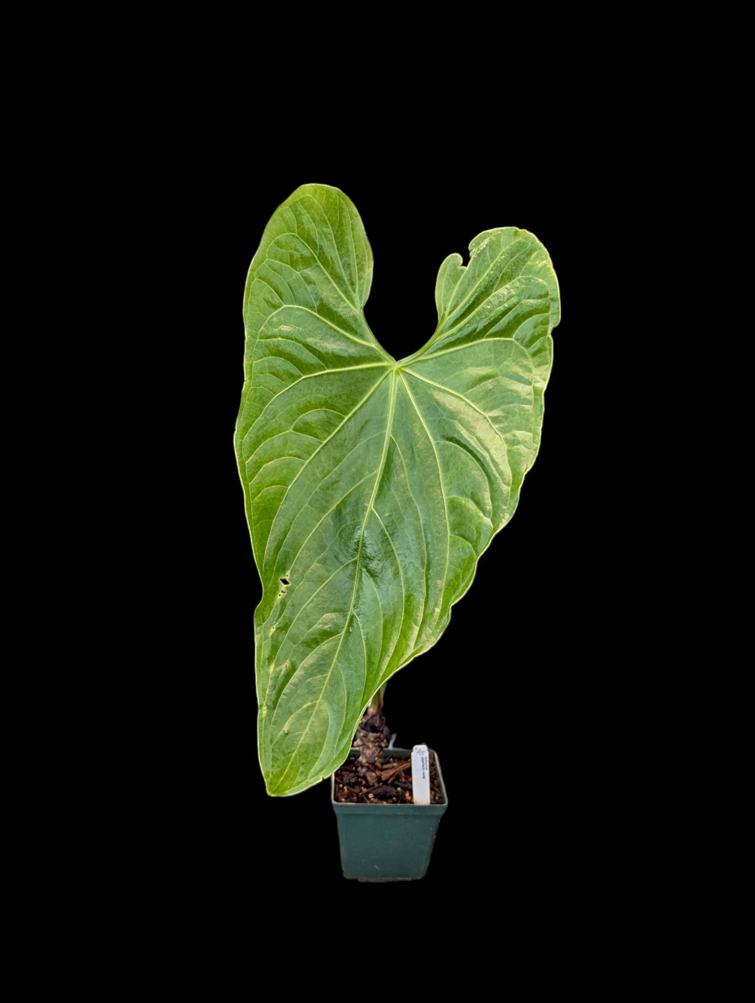 Anthurium giganteum verde