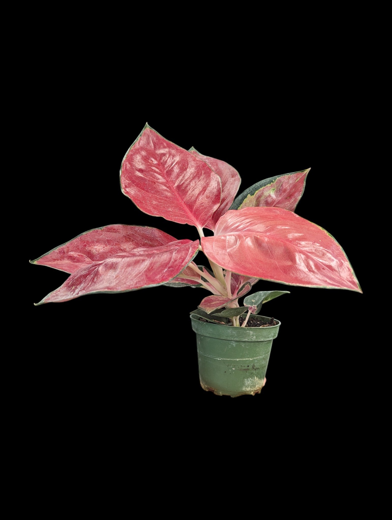 Aglaonema Star King