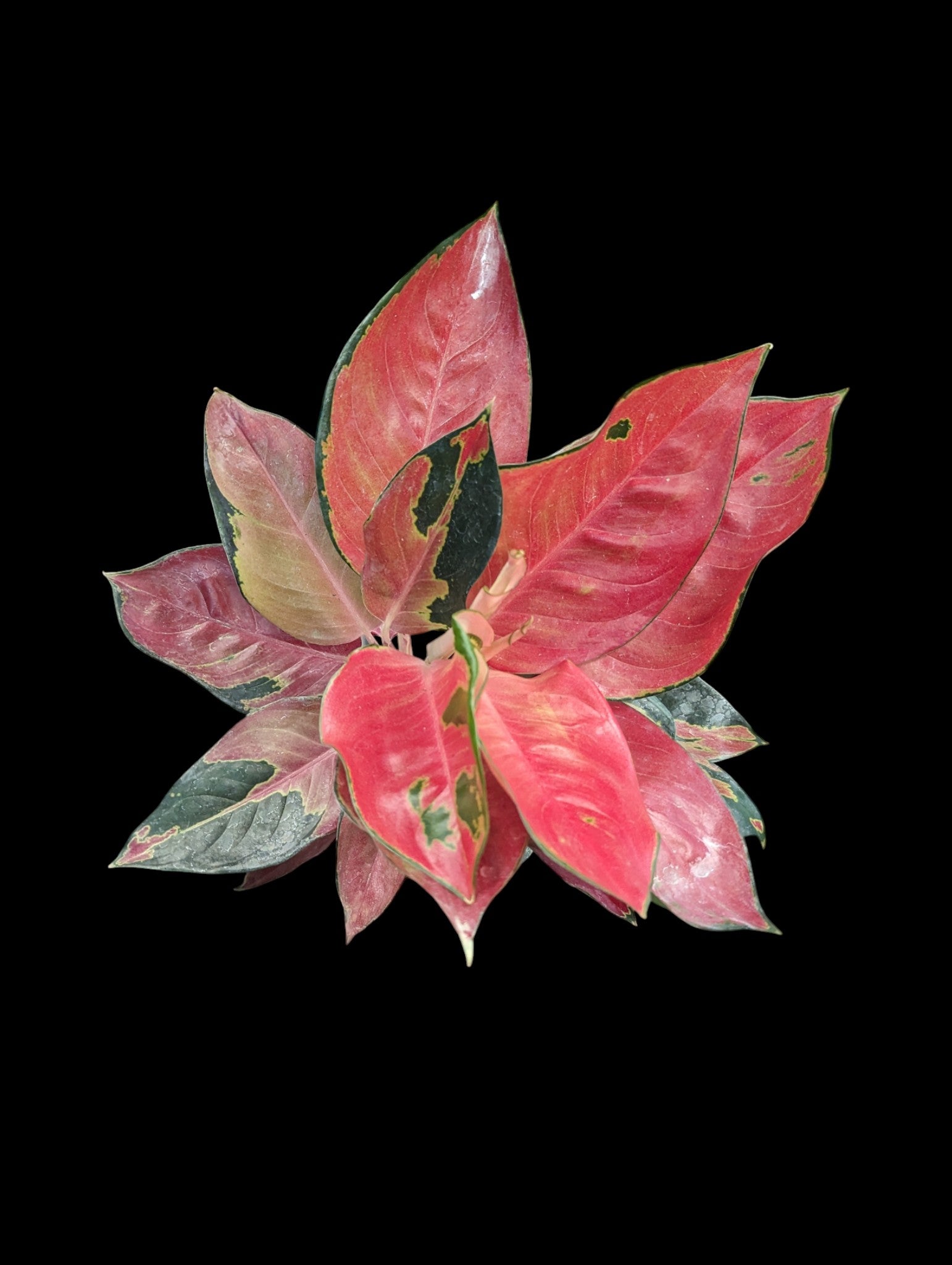 Aglaonema Star King