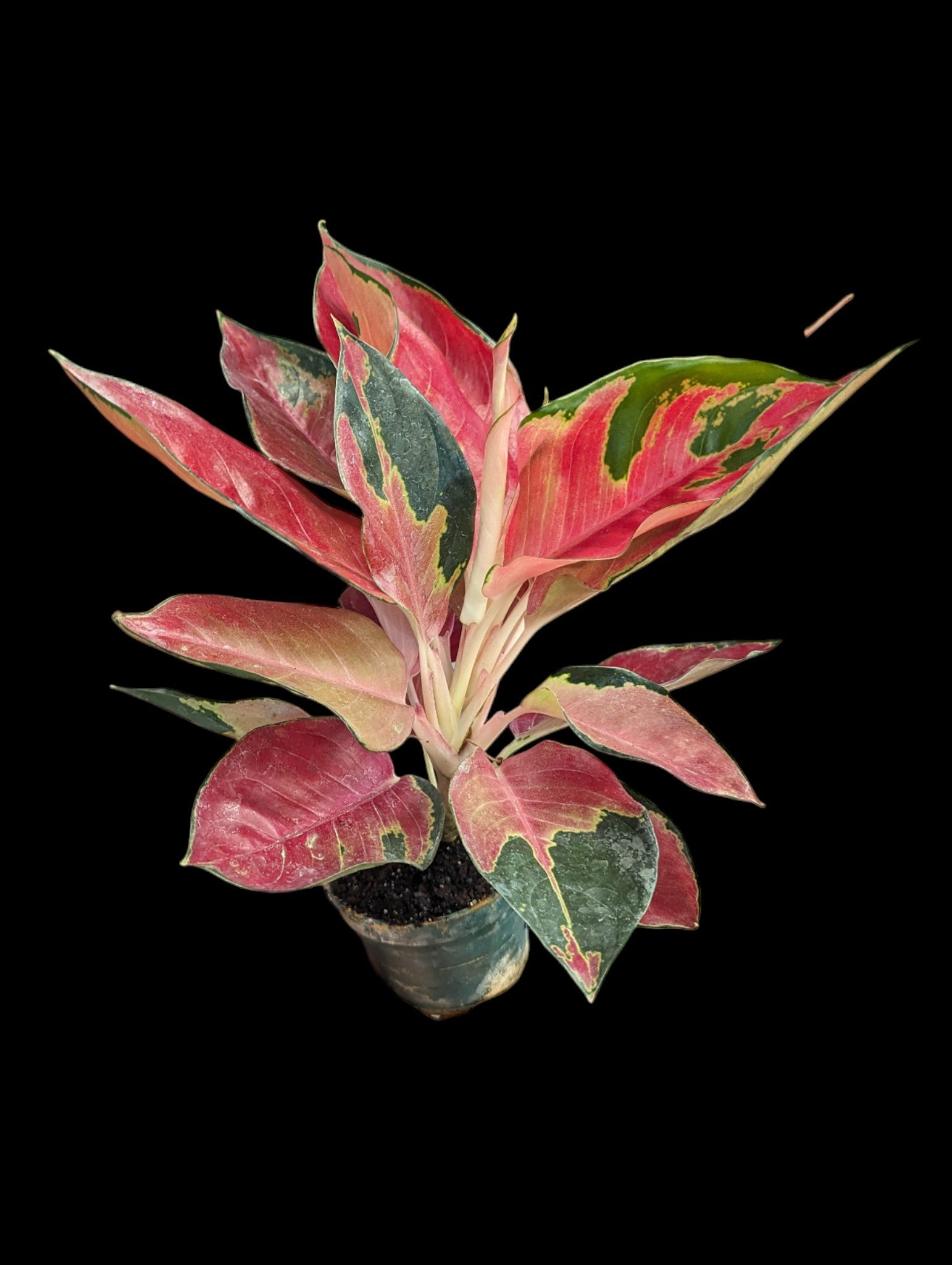 aglaonema star collection Aglaonema Star King