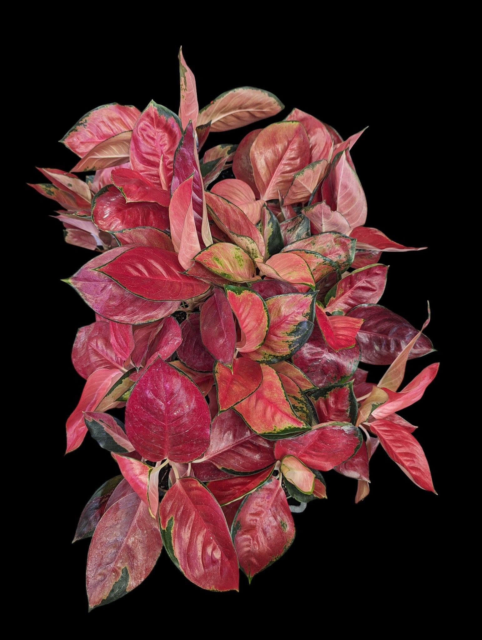 star king aglaonema Aglaonema Star King
