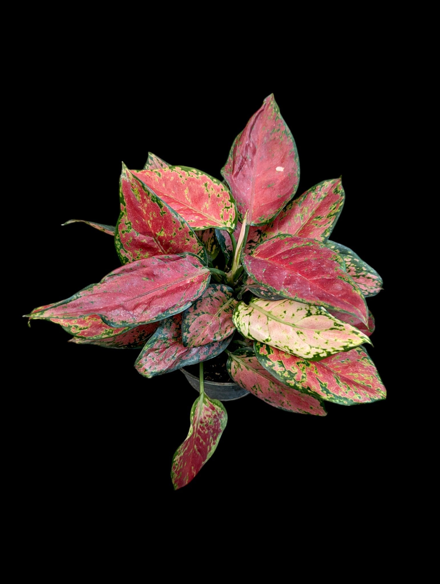 Aglaonema Black Maroon