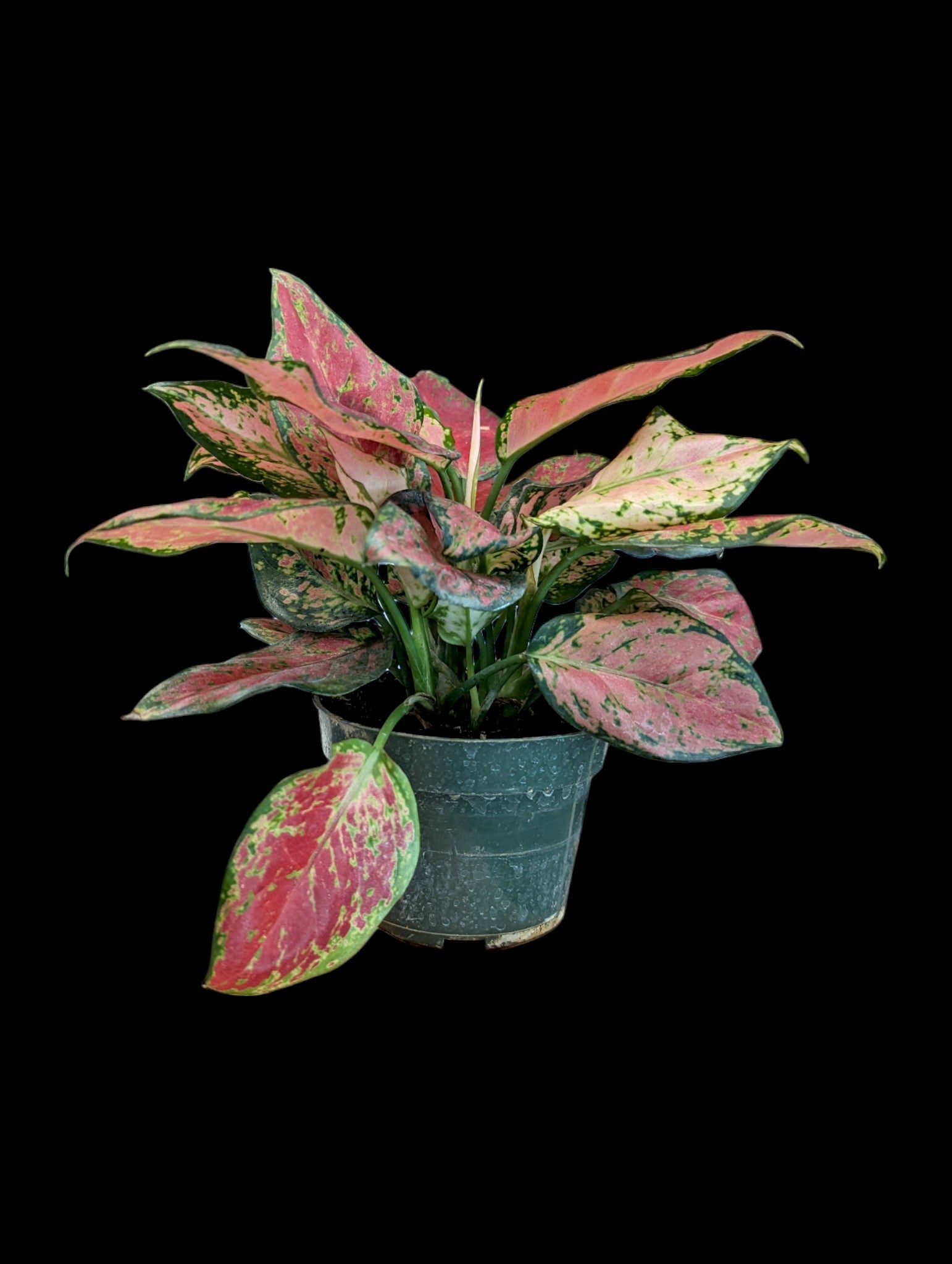 Aglaonema Black Maroon