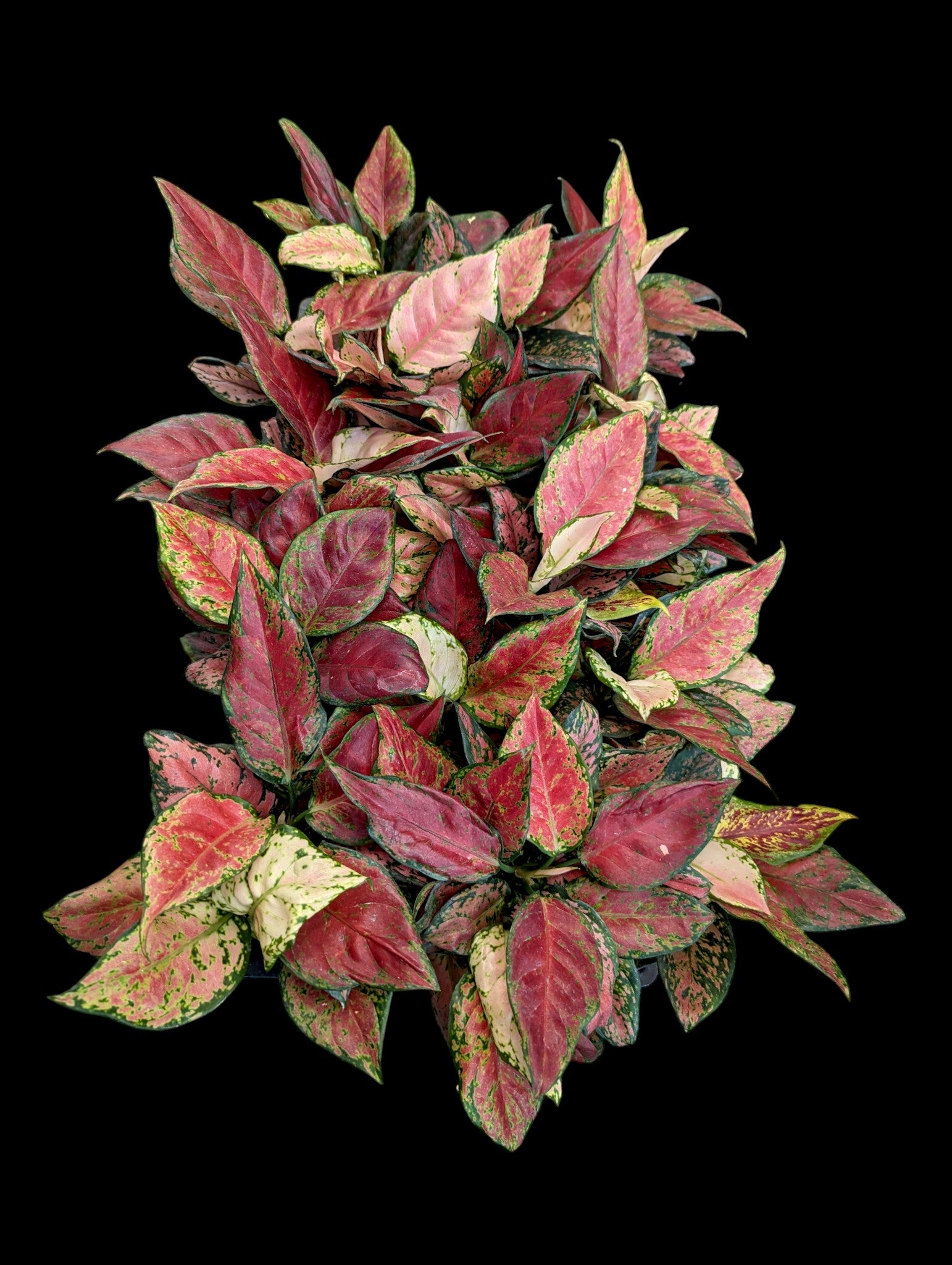 Aglaonema Black Maroon
