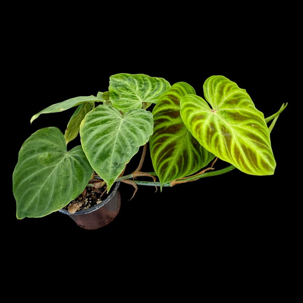 philodendron verrucosum for sale australia Philodendron Verrucosum