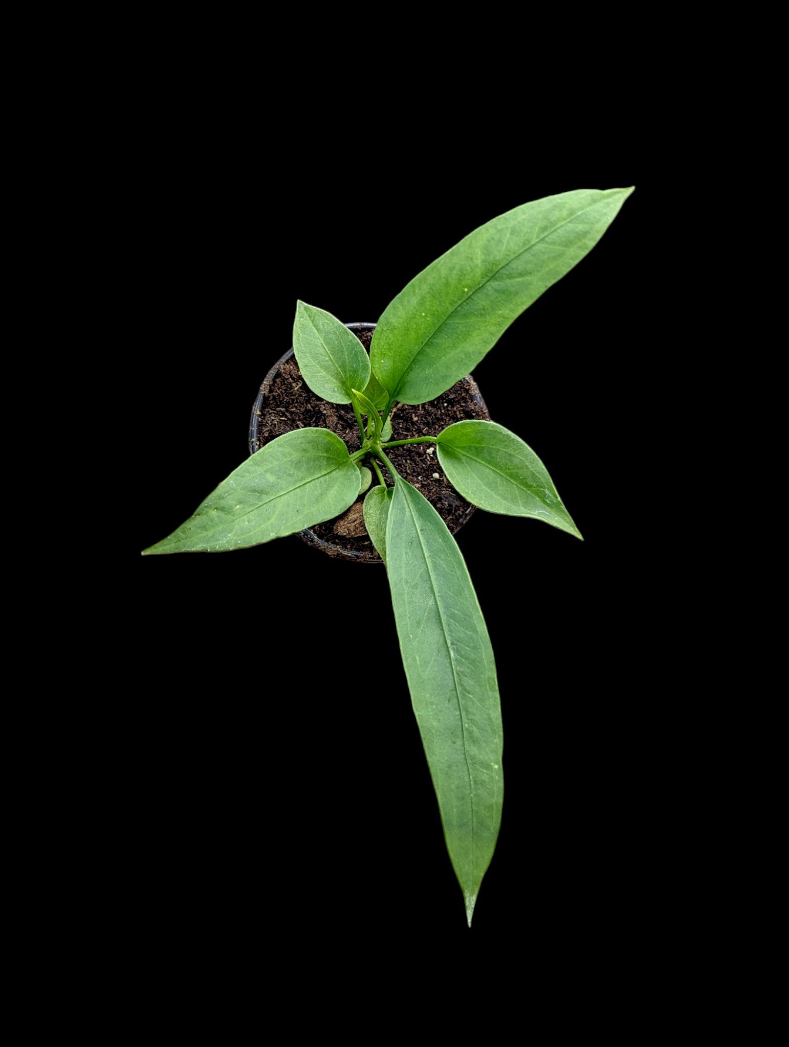 Anthurium vittarifolium