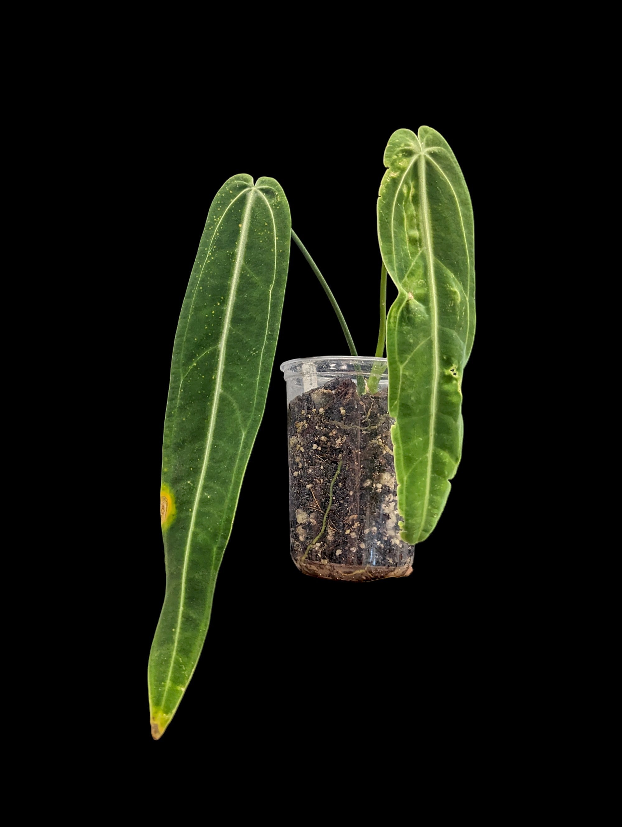 Anthurium Warocqueanum