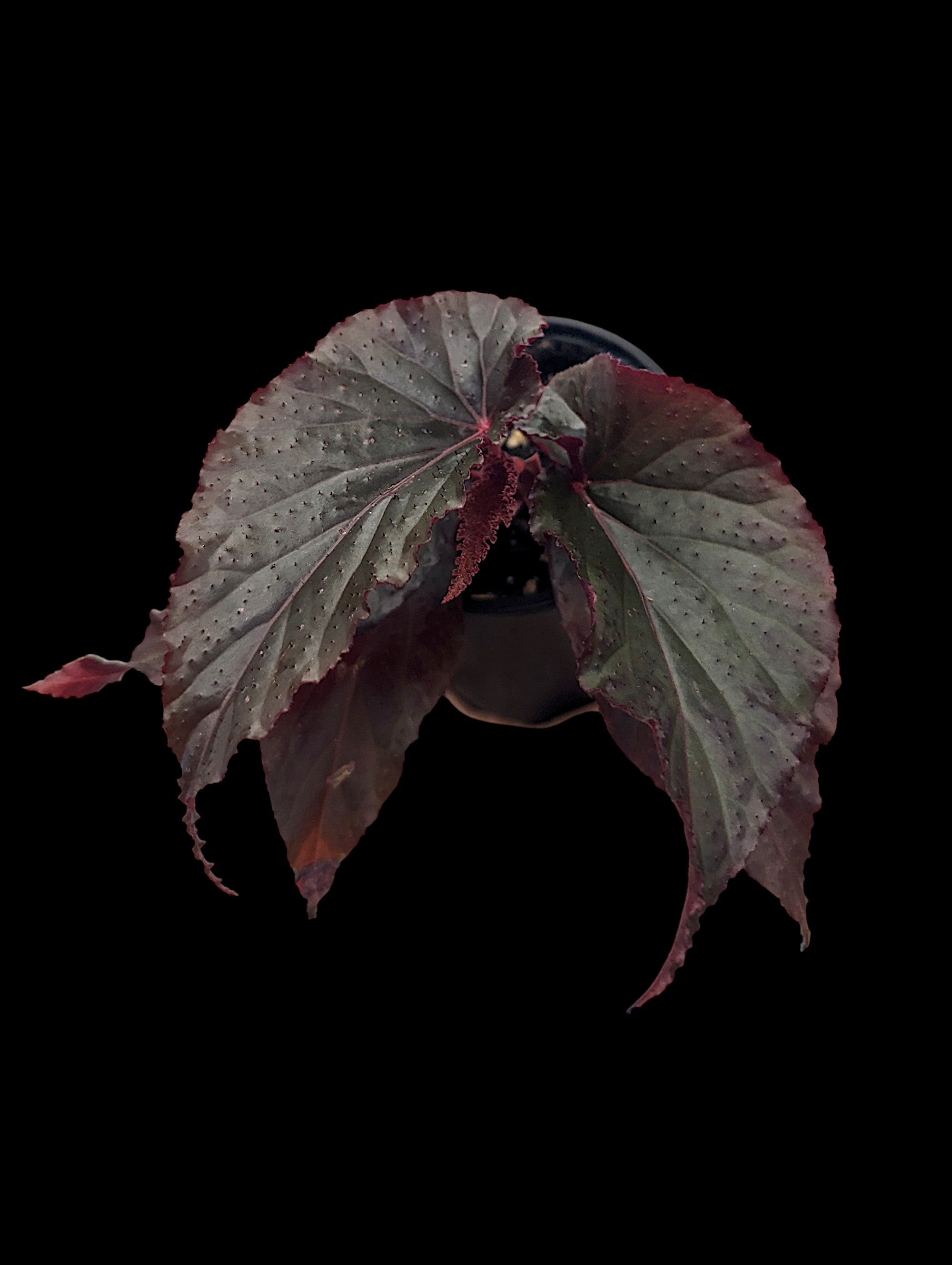 Begonia Black Magic