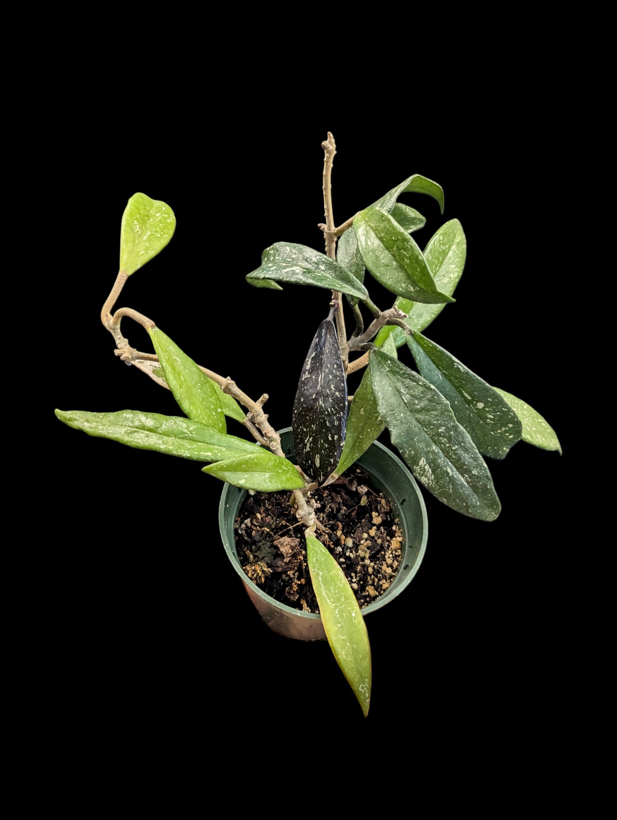 Hoya Publicalyx Royal Hawaiian