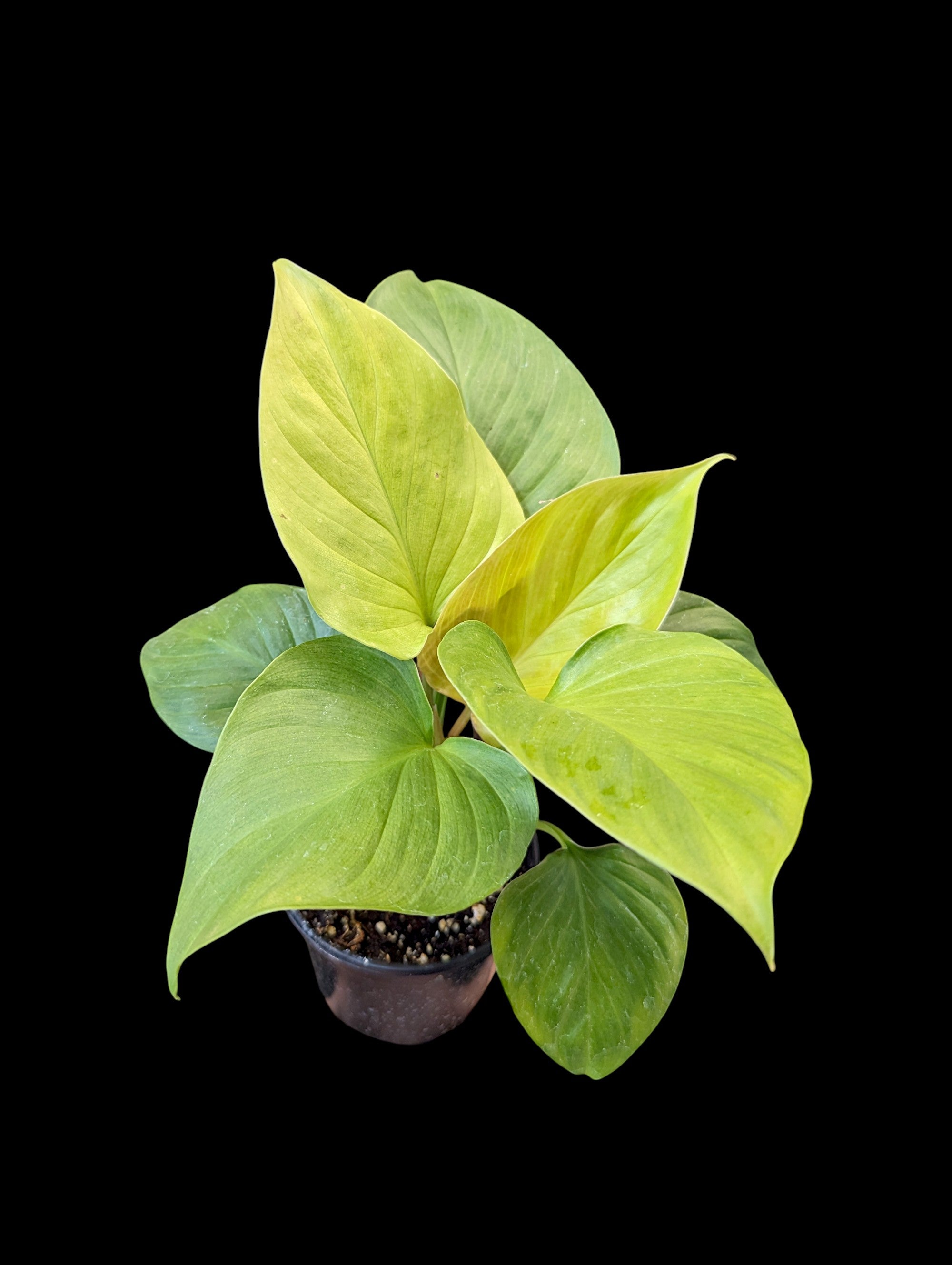 Homalomena Emerald Gem