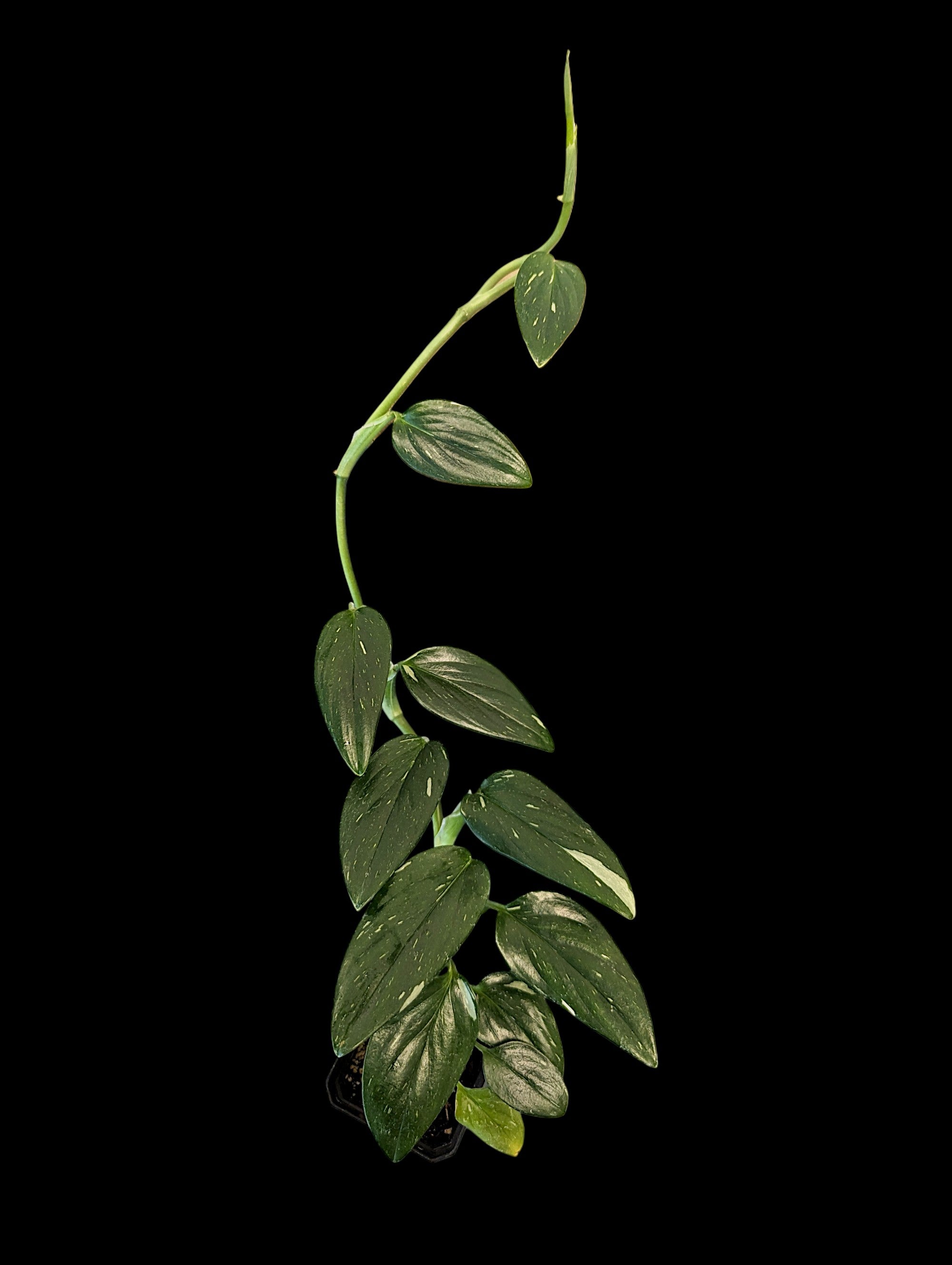 Monstera standleyana Albo Variegata