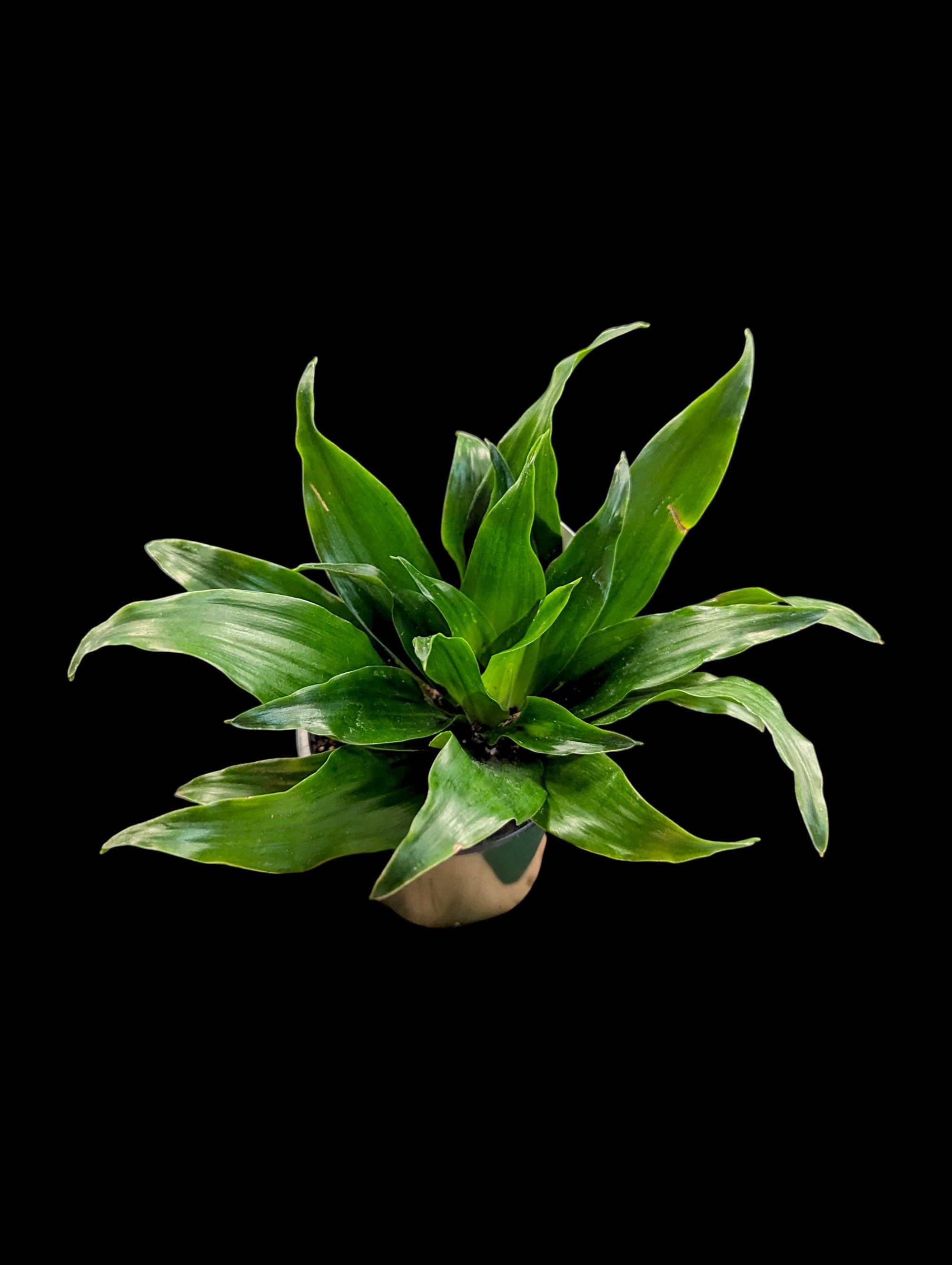 Dracaena 'Janet Craig'