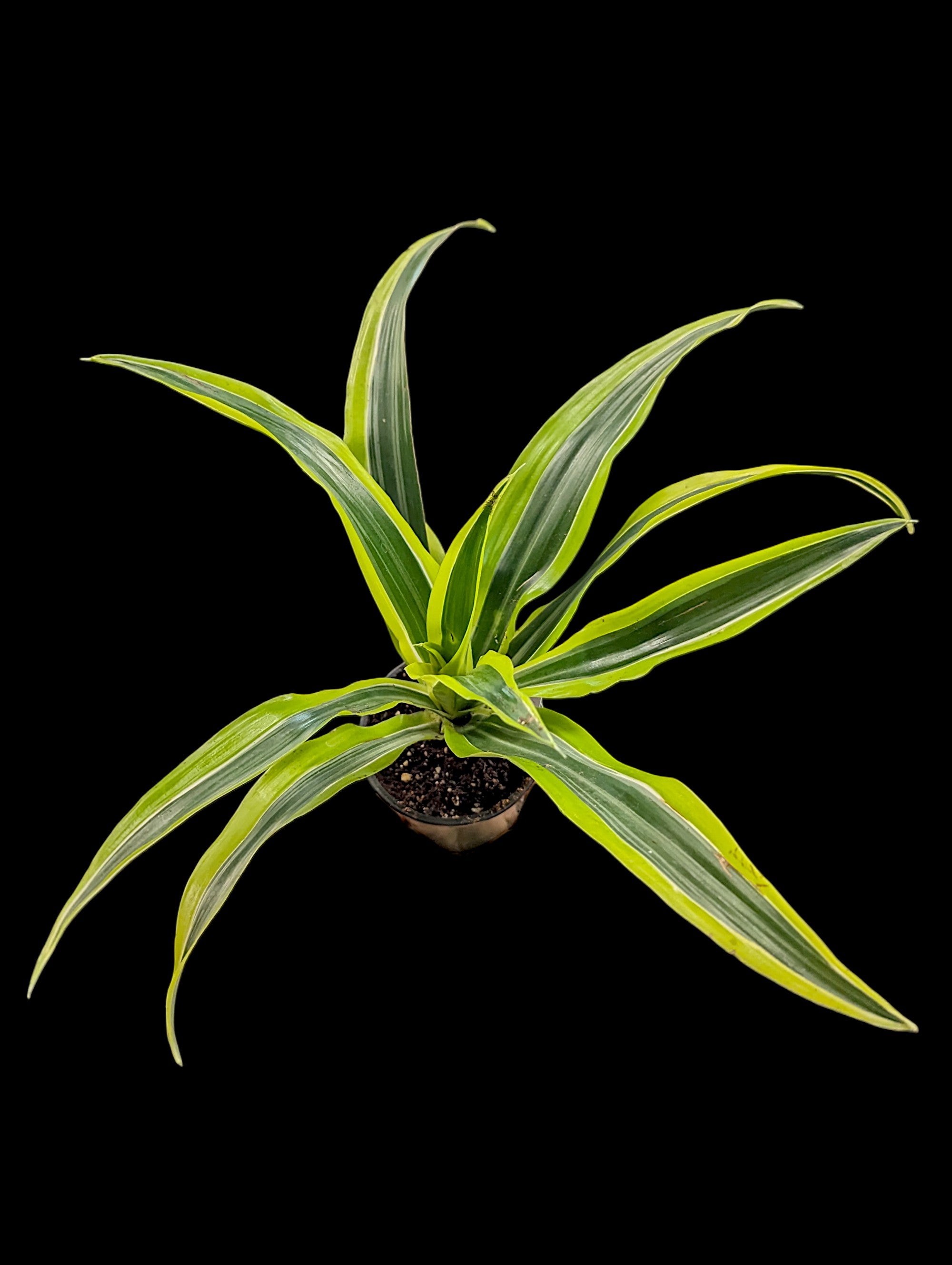 Dracaena Lemon Lime
