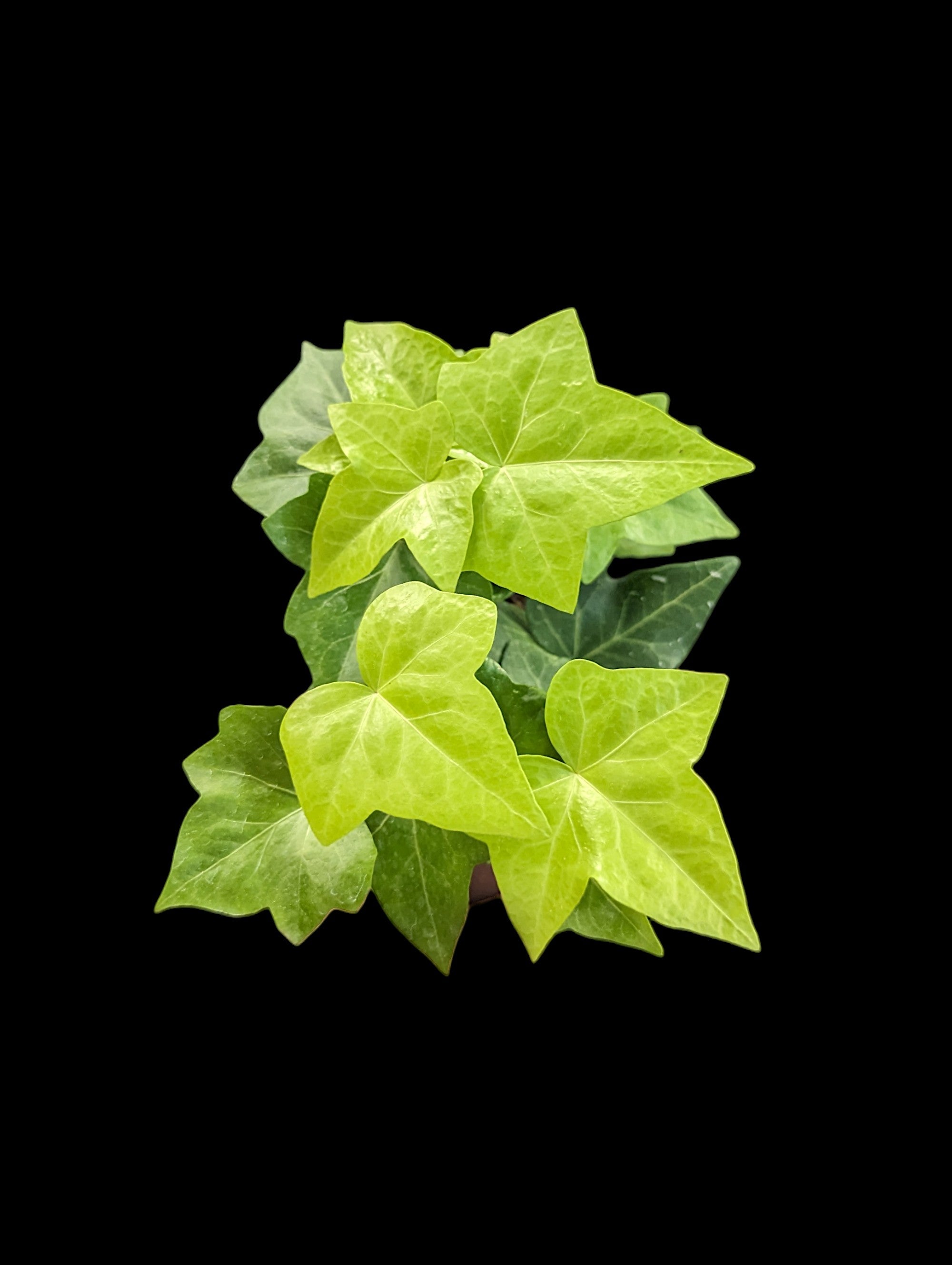 Algerian Ivy - Neon
